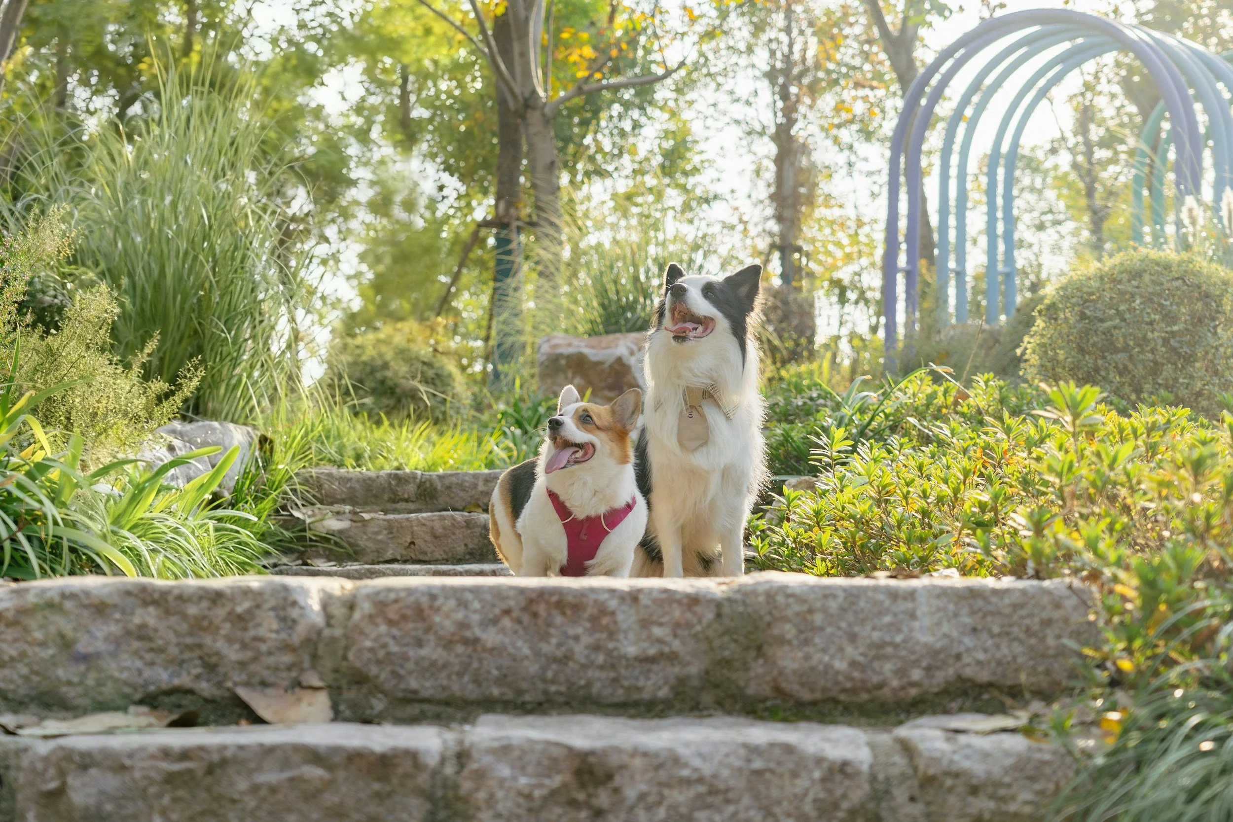 Two dogs, a Border Collie and a Pembroke Welsh Corgi, sitting on outdoor stone steps surrounded by lush green plants and trees, with a blue metal arch in the background.