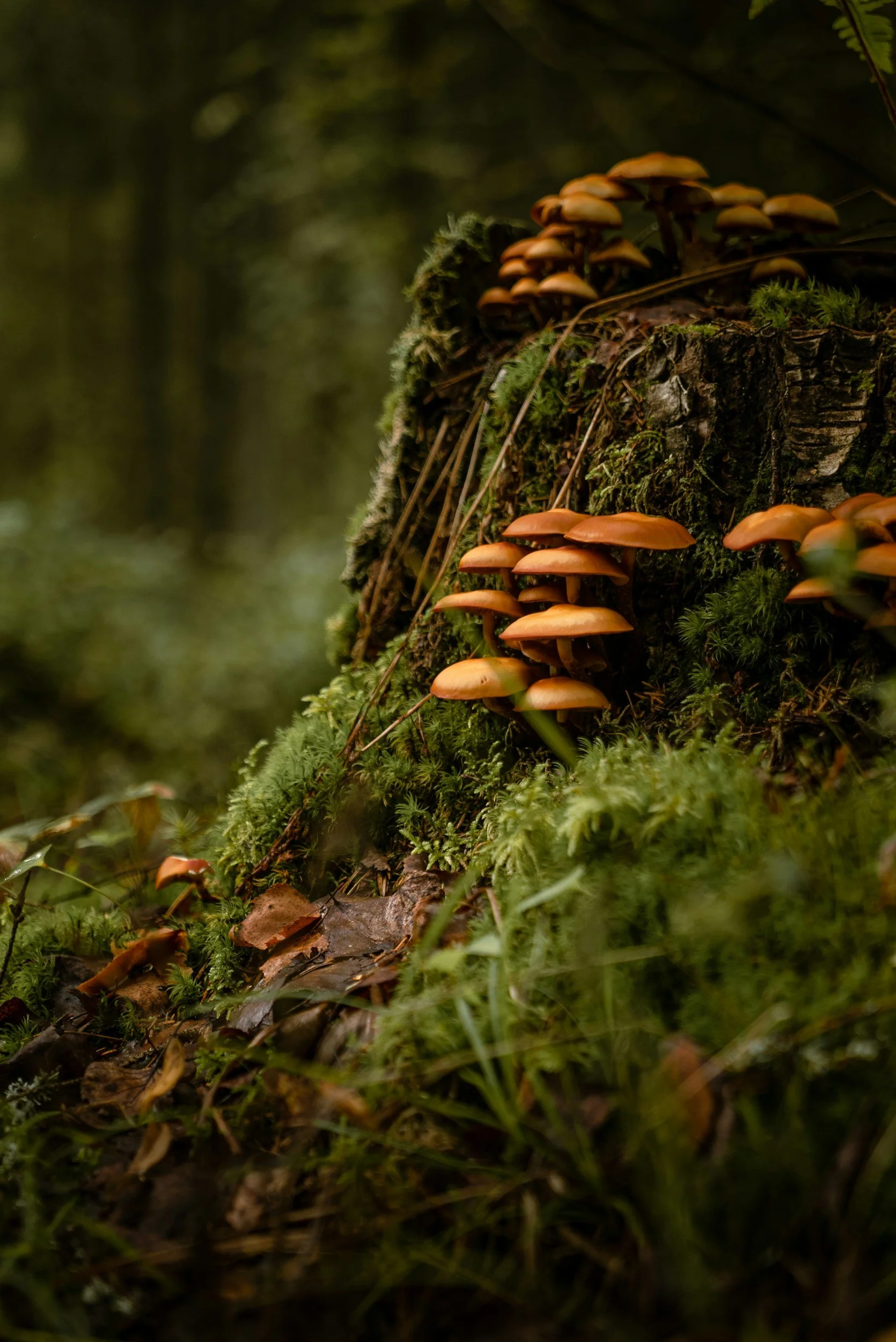 Mushrooms to Heal Your Pet