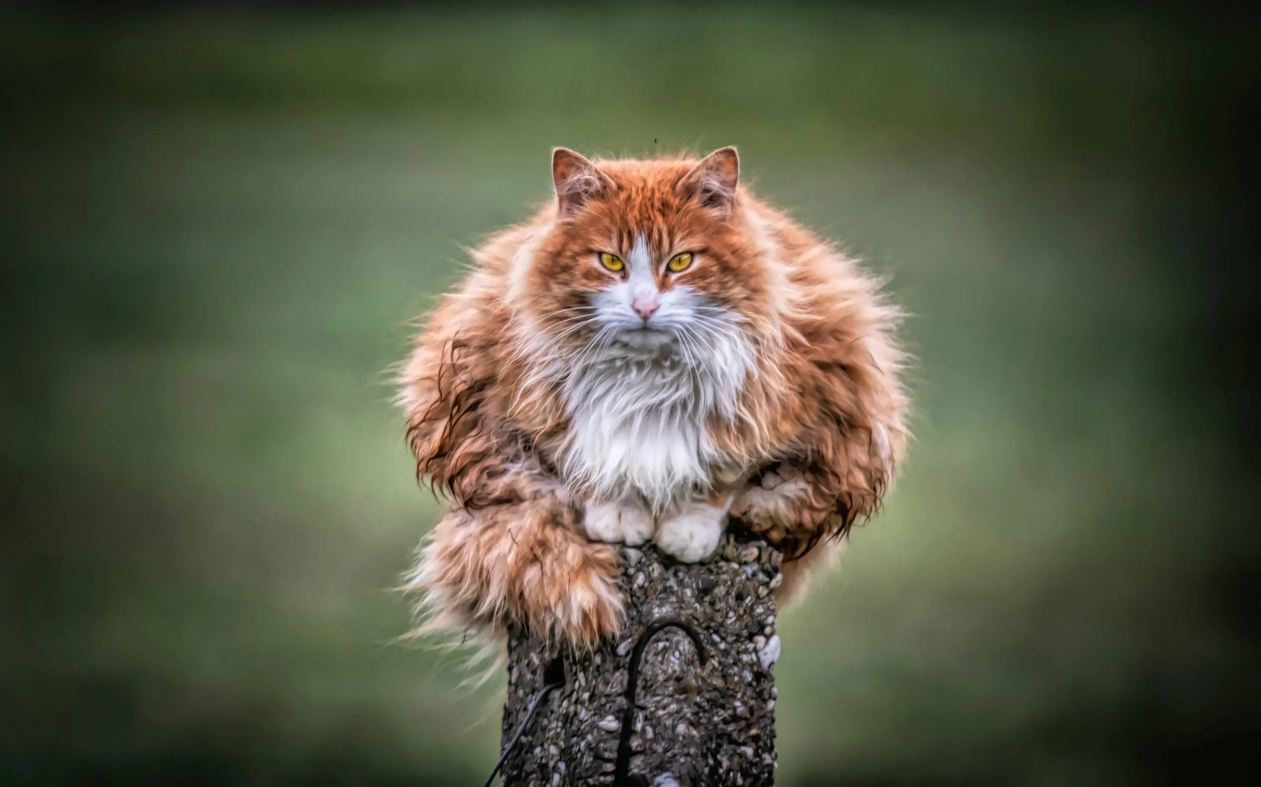Top 3 Benefits of CBD for Aging Pets