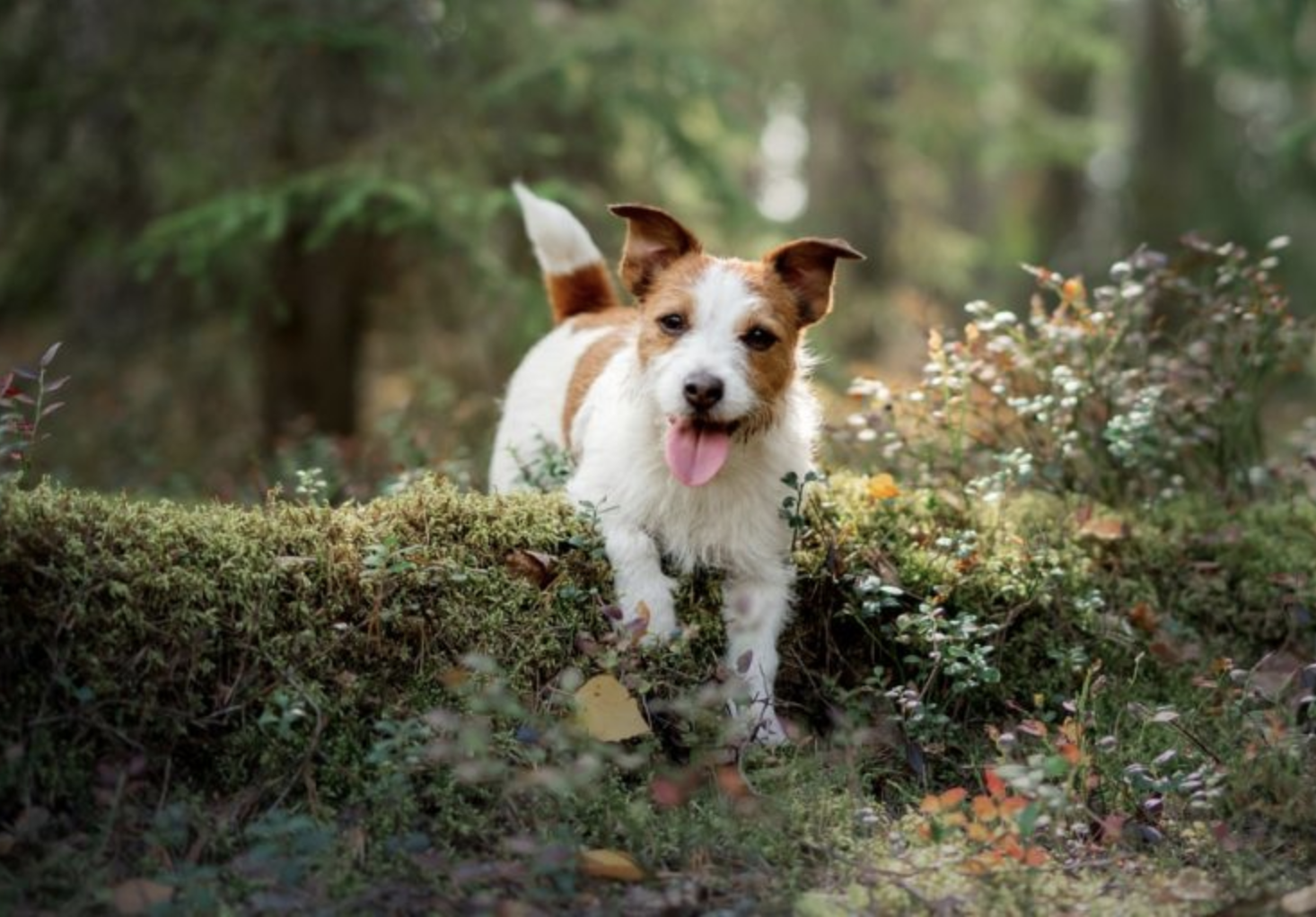 A joyful Jack Russell terrier standing on a mossy log in a forest with lush green foliage and small white flowers.