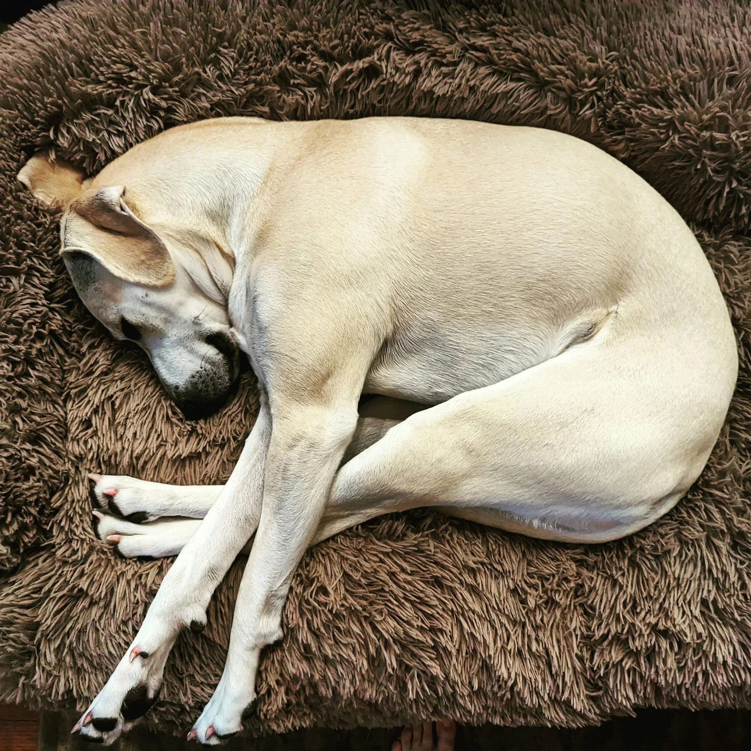 A tan dog with black markings, lying on a fluffy brown blanket, sleeping peacefully with its head resting on the blanket.