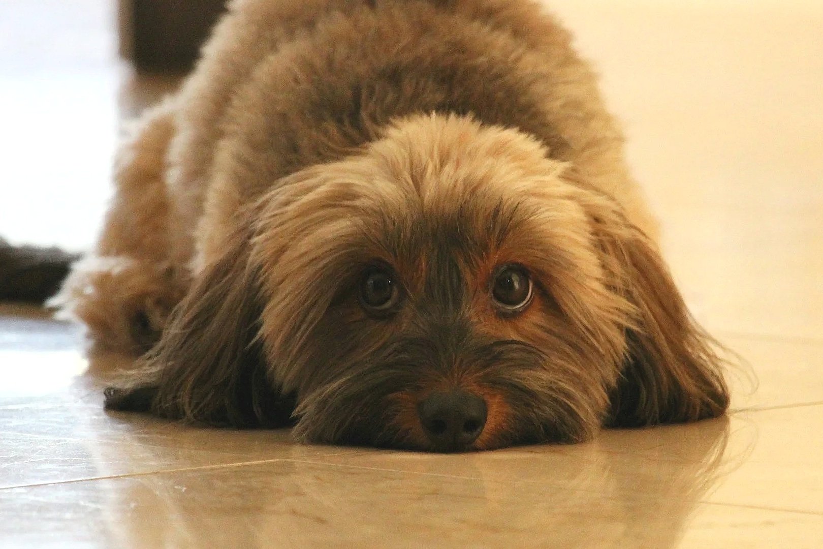 A small, fluffy puppy with a black and brown coat lying on a light-colored wooden floor, looking directly at the camera with big, dark eyes.