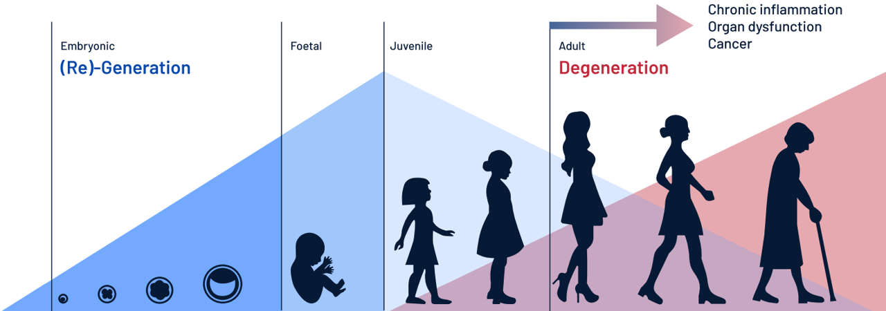 Diagram illustrating human life stages from embryonic to elderly, showing progression from (re-)generation to degeneration, with key health issues like chronic inflammation, organ dysfunction, and cancer.