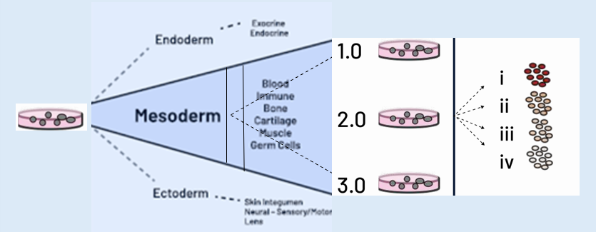 Diagram illustrating embryonic germ layers, showing the differentiation of mesoderm into blood, immune system, bone, cartilage, muscle, and germ cells, with stages 1.0, 2.0, and 3.0 of development.