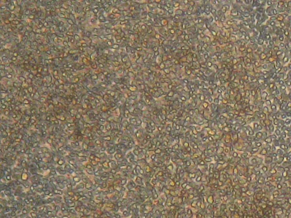 Close-up of a textured, multicolored surface with small, irregularly shaped particles.
