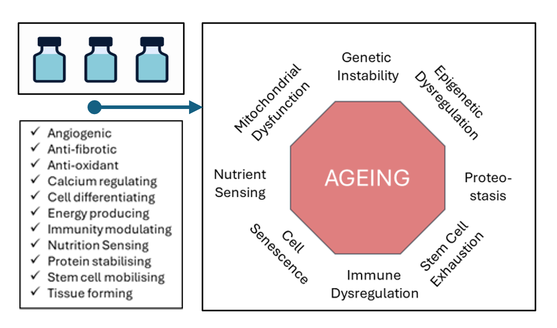 Diagram illustrating factors contributing to aging, including mitochondrial dysfunction, nutrient sensing, immune dysregulation, stem cell exhaustion, proteostasis, cell senescence, and others, along with icons of three vaccine vials.