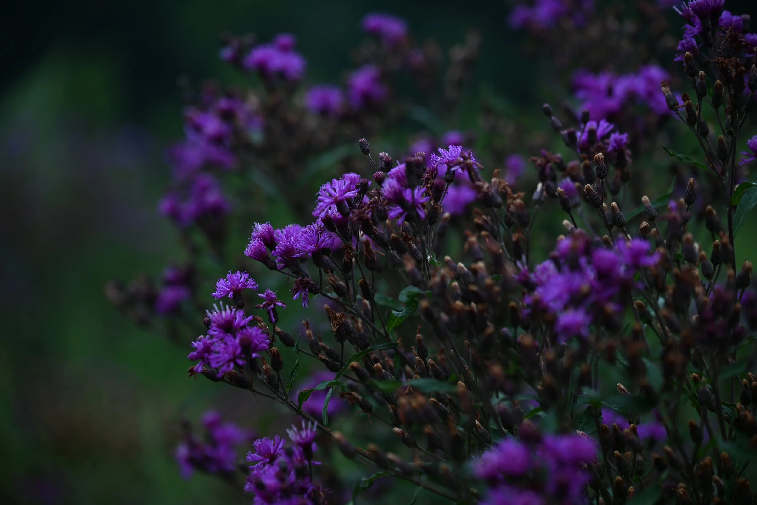 Summer is winding down. The risk of West Nile in Rhode Island, is not. 