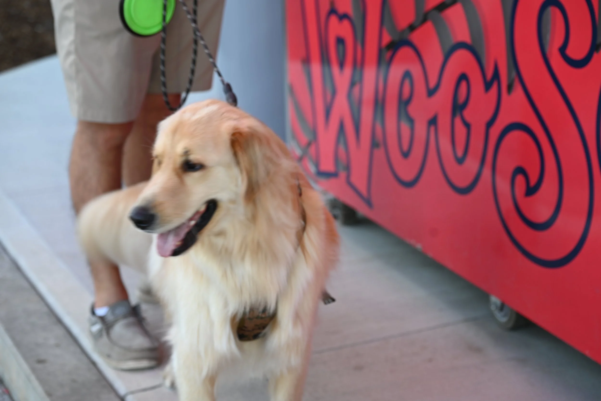 A person standing on a street with a small tan and white dog on a leash, near a red wall with black writing.