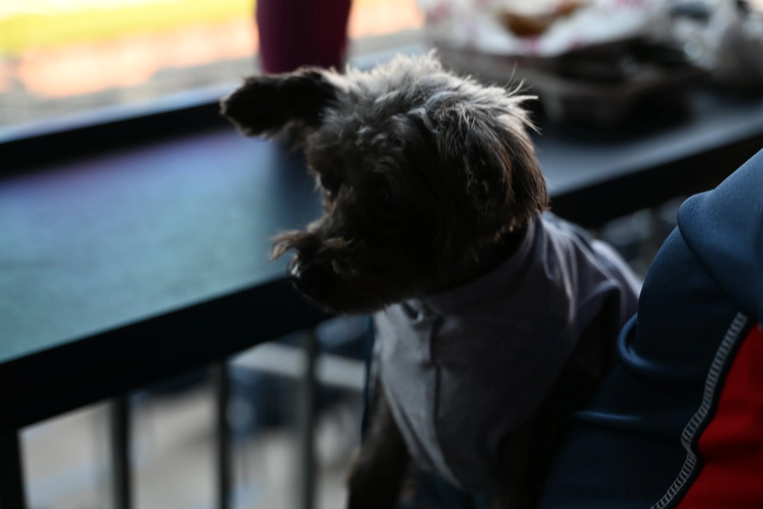 A small dog with black and white fur looks out a window with blurred outdoor scenery in the background.