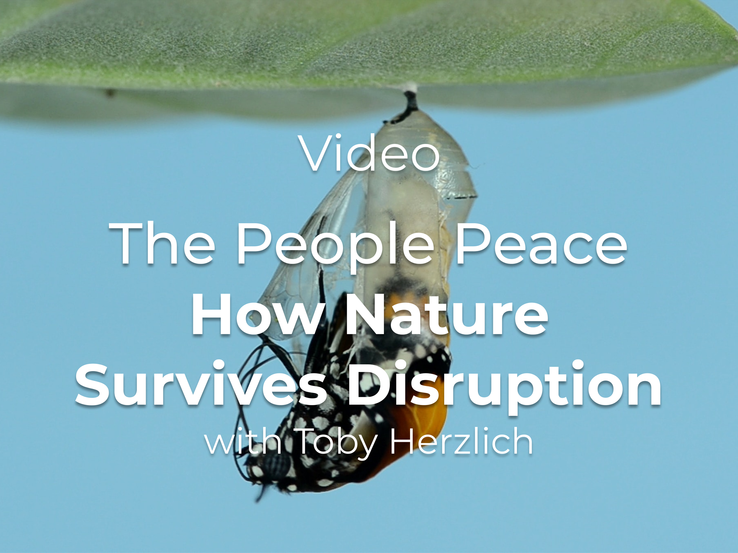 The Poople Pleace-How Nature Survives Disruption