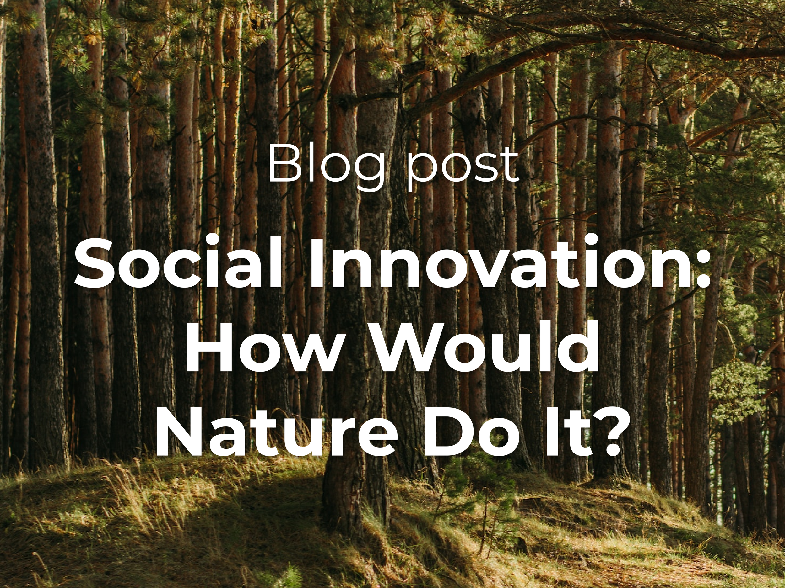 Social Innovation: How Would Nature Do It?