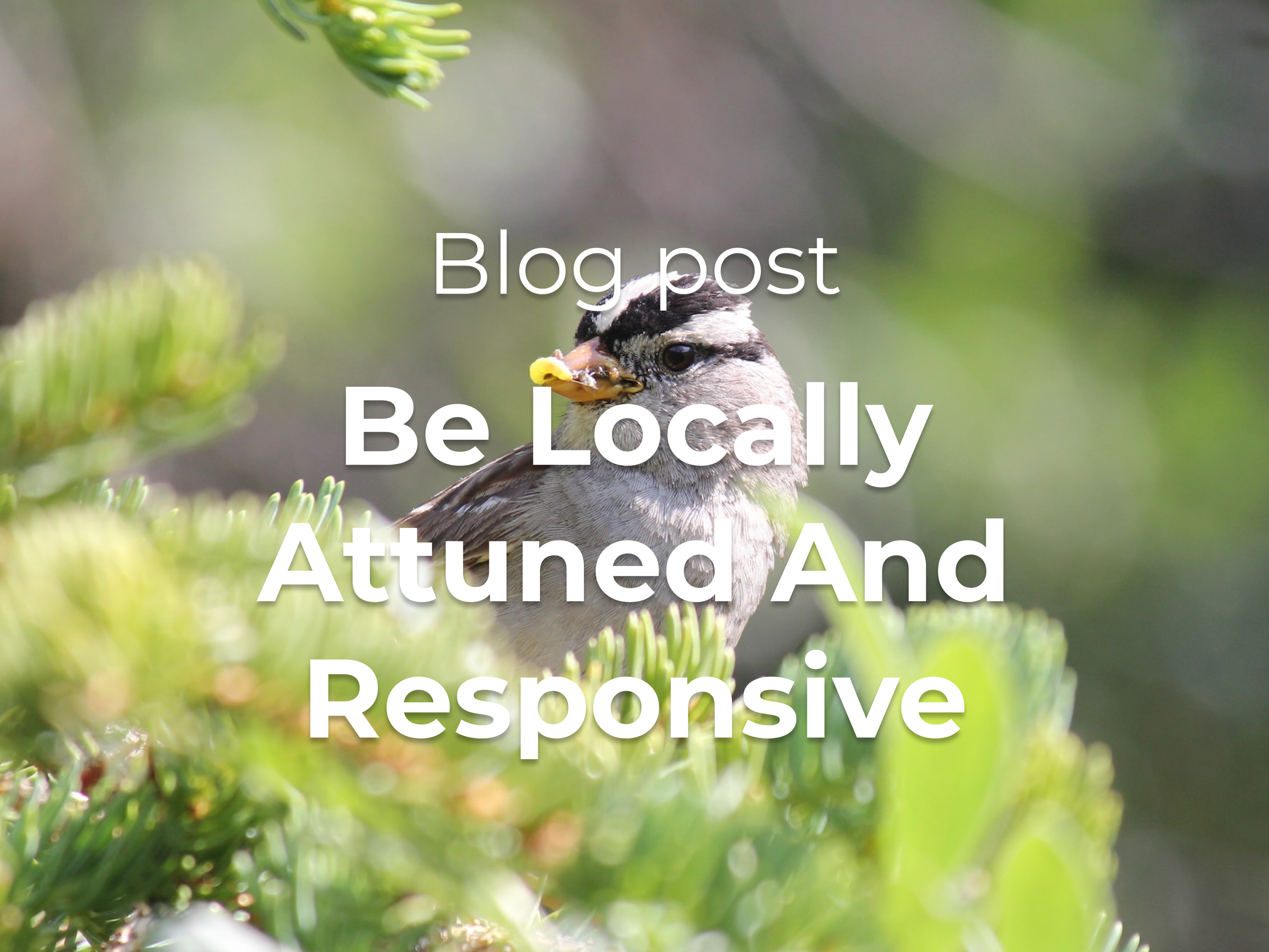Be Locally Attuned And Responsive