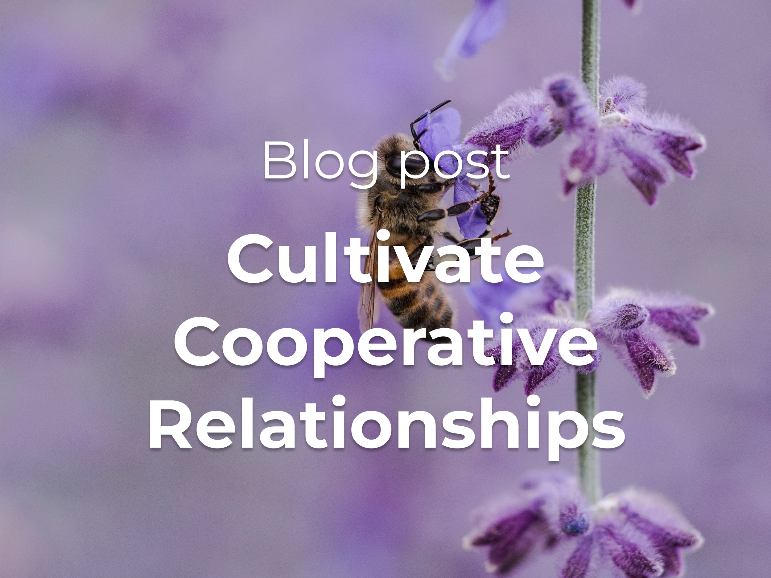 Cultivate Cooperative Relationships
