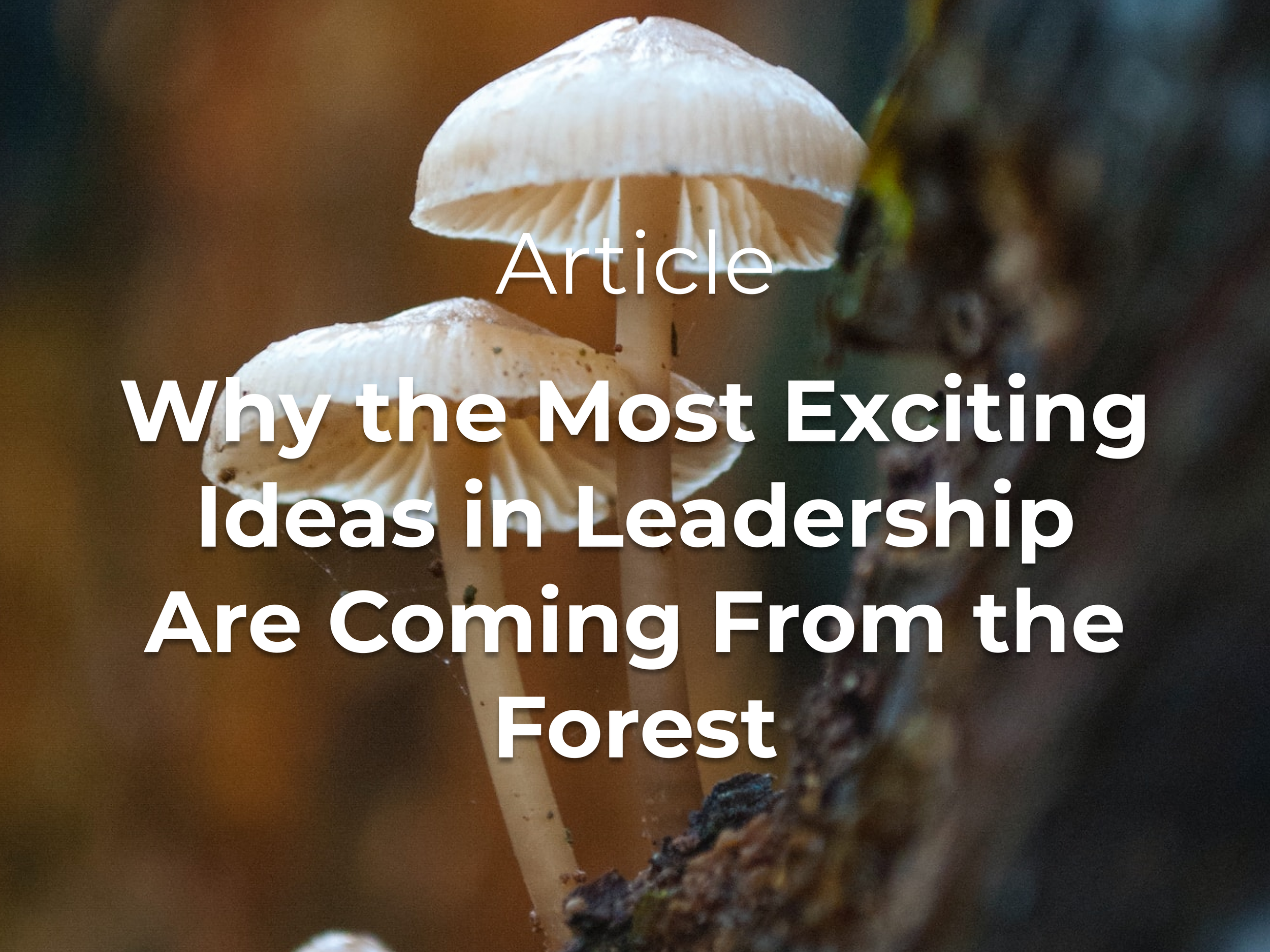 Why the Most Exciting Ideas in Leadership Are Coming From the Forest