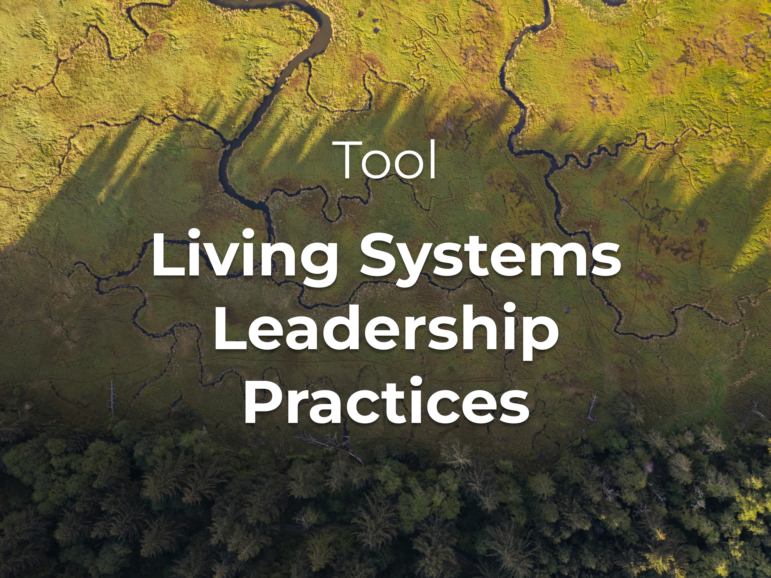 Living Systems Leadership Practices