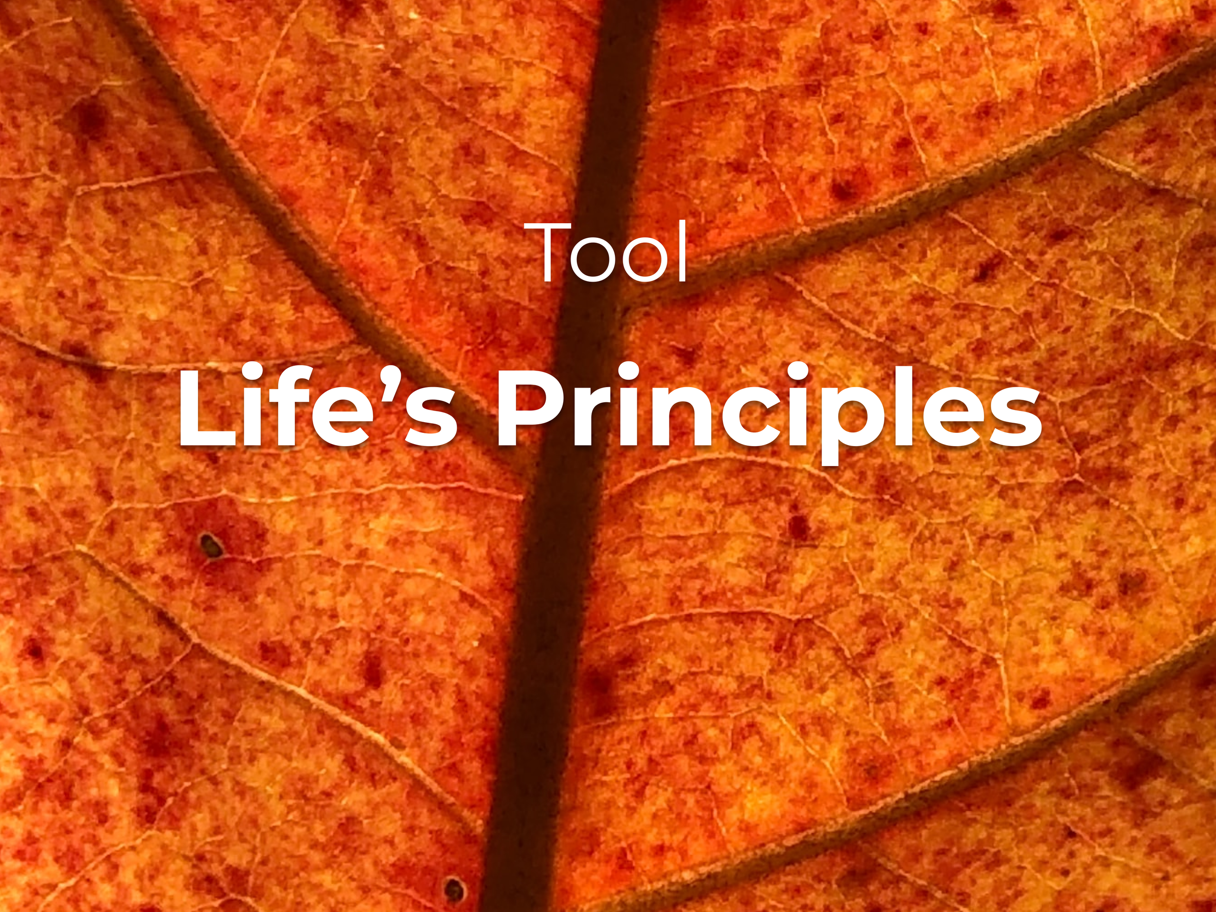 Life’s Principles