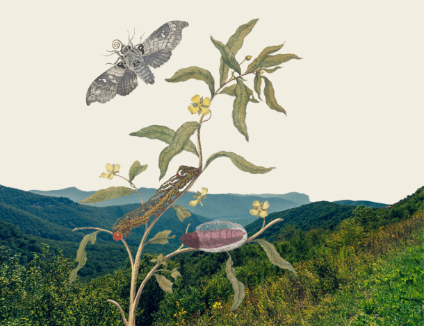 Online Course: Introduction to Biomimicry for Social Innovation