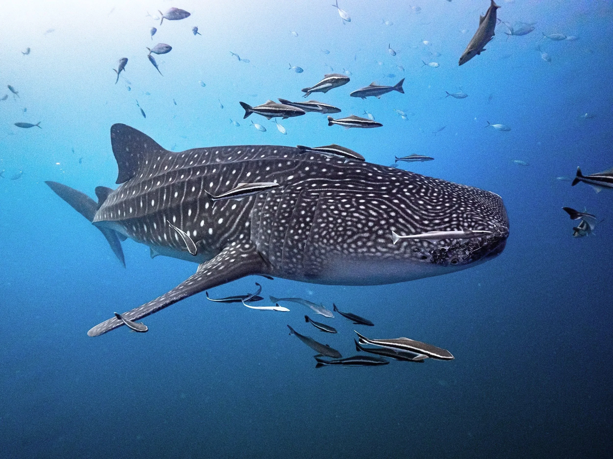 2465499073 - Edited.jpg