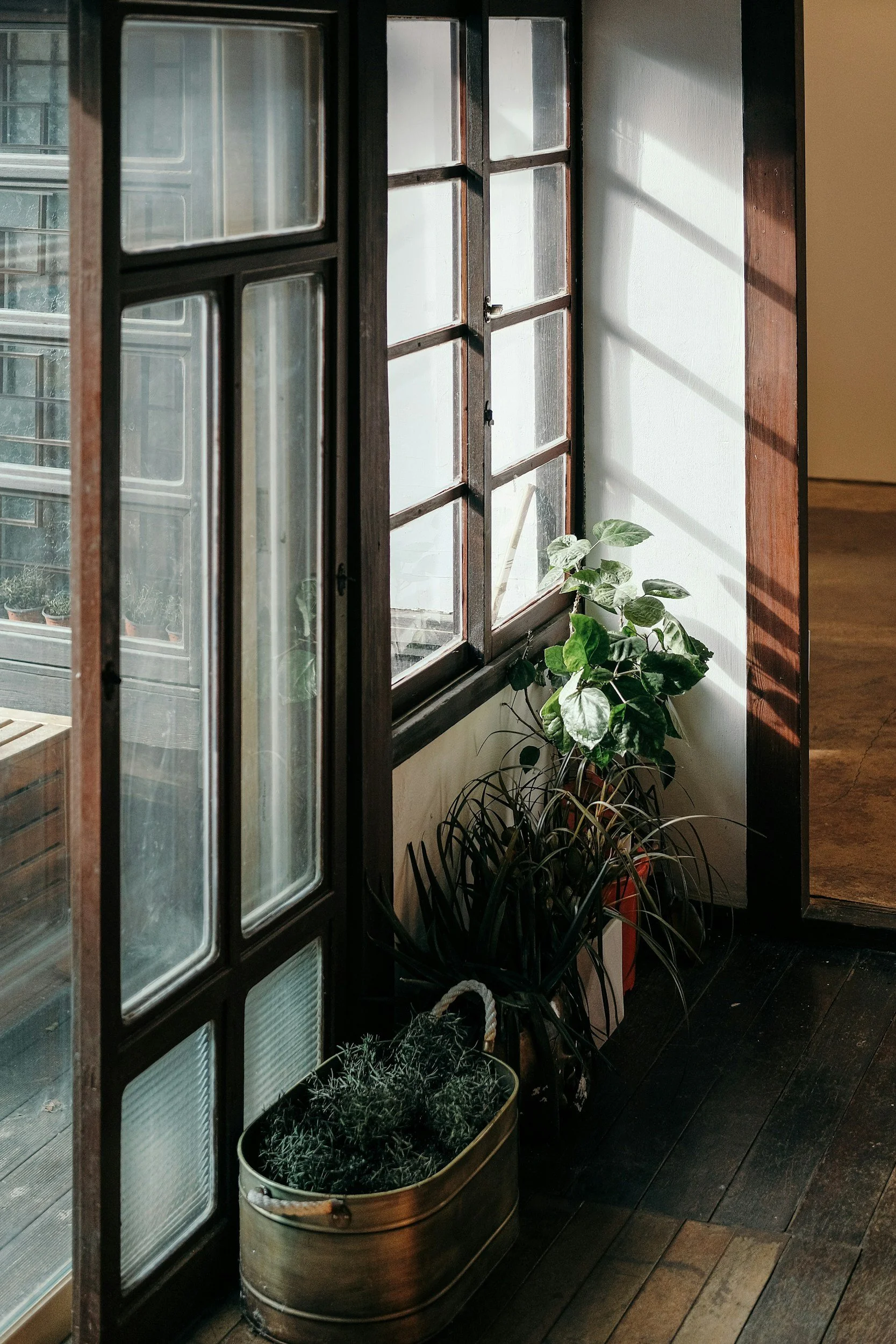 Jeunes plantes d'intérieur dans des pots en bas d'une fenêtre en bois, avec la lumière du soleil qui brille à travers la vitre.