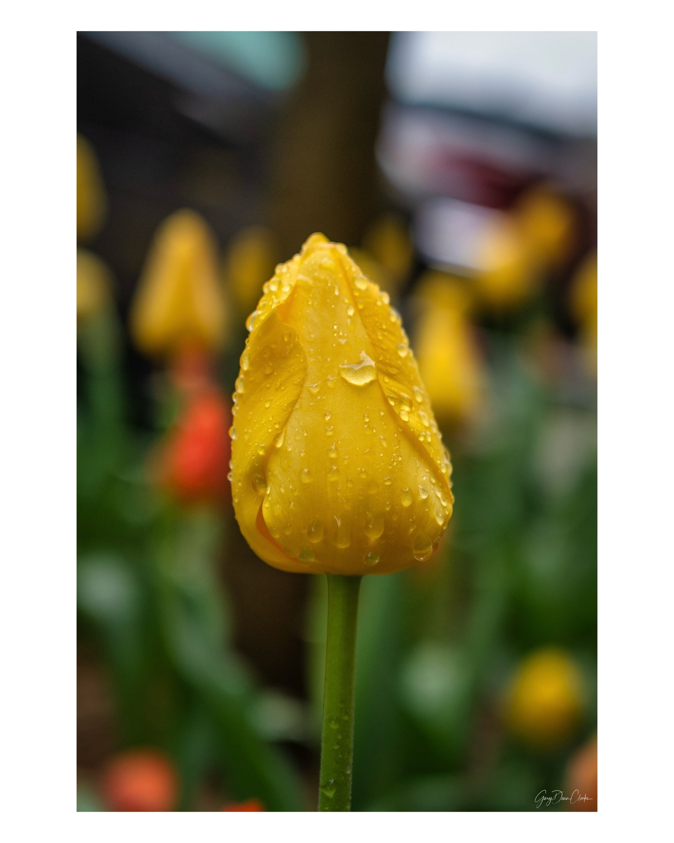 Random images I've captured throughout New York City spanning from a few years ago to last month. 

Despite what we are feeling and the atrocities we are seeing, there is still beauty that surrounds us, a reminder that there is hope. Give thanks and 