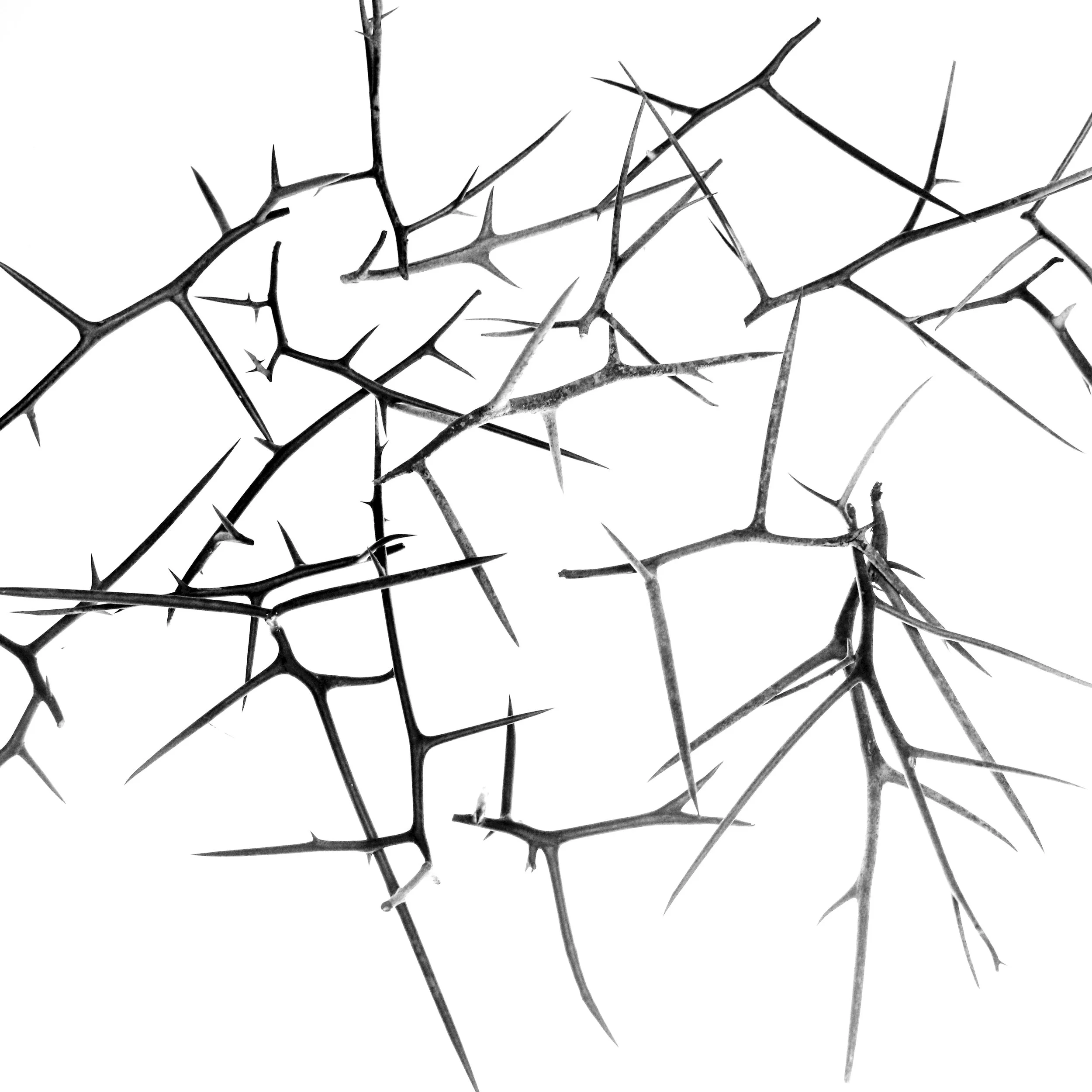 Thorns 06, Photography, 2025