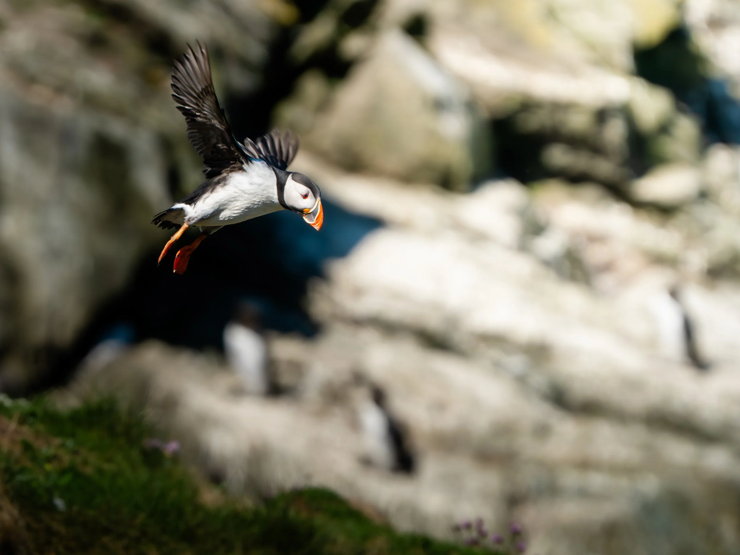 A puffin bird in mid-flight against a rocky background, with its wings spread upright and its beak pointed downward.