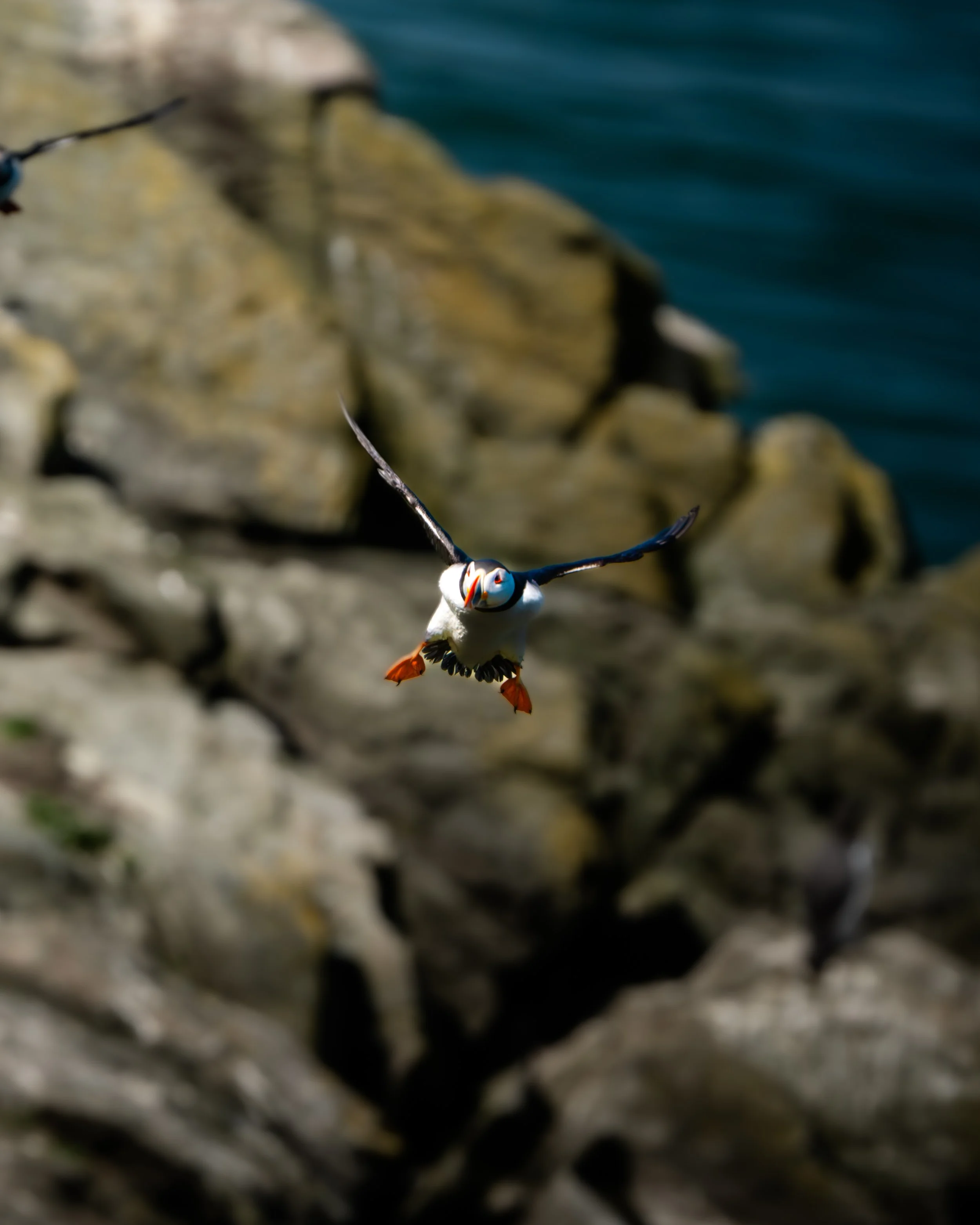 A puffin bird flying over rocky coastline with water in the background.