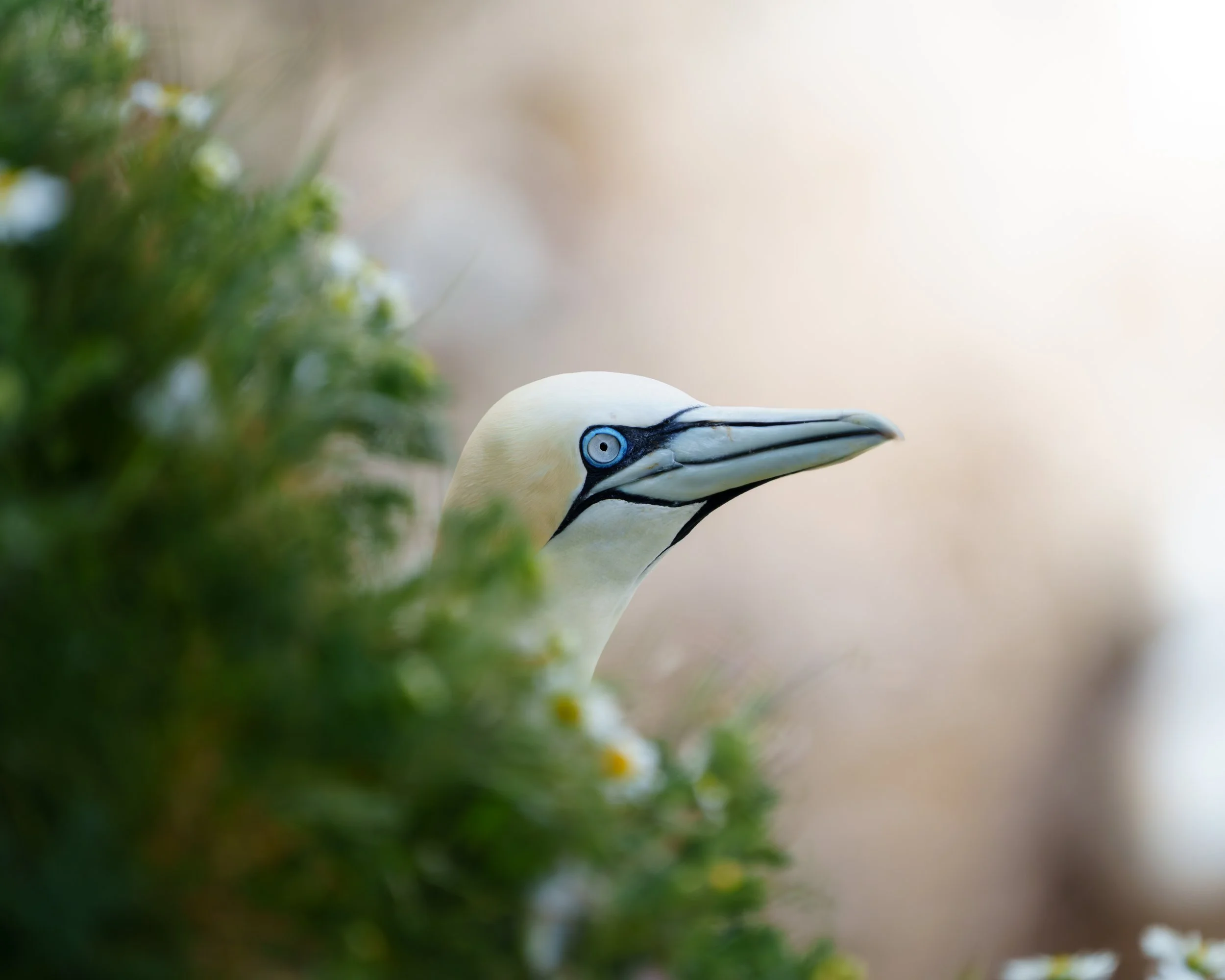 A close-up of a white bird with a black line running from its beak, with blurred green foliage on the left and a light background.