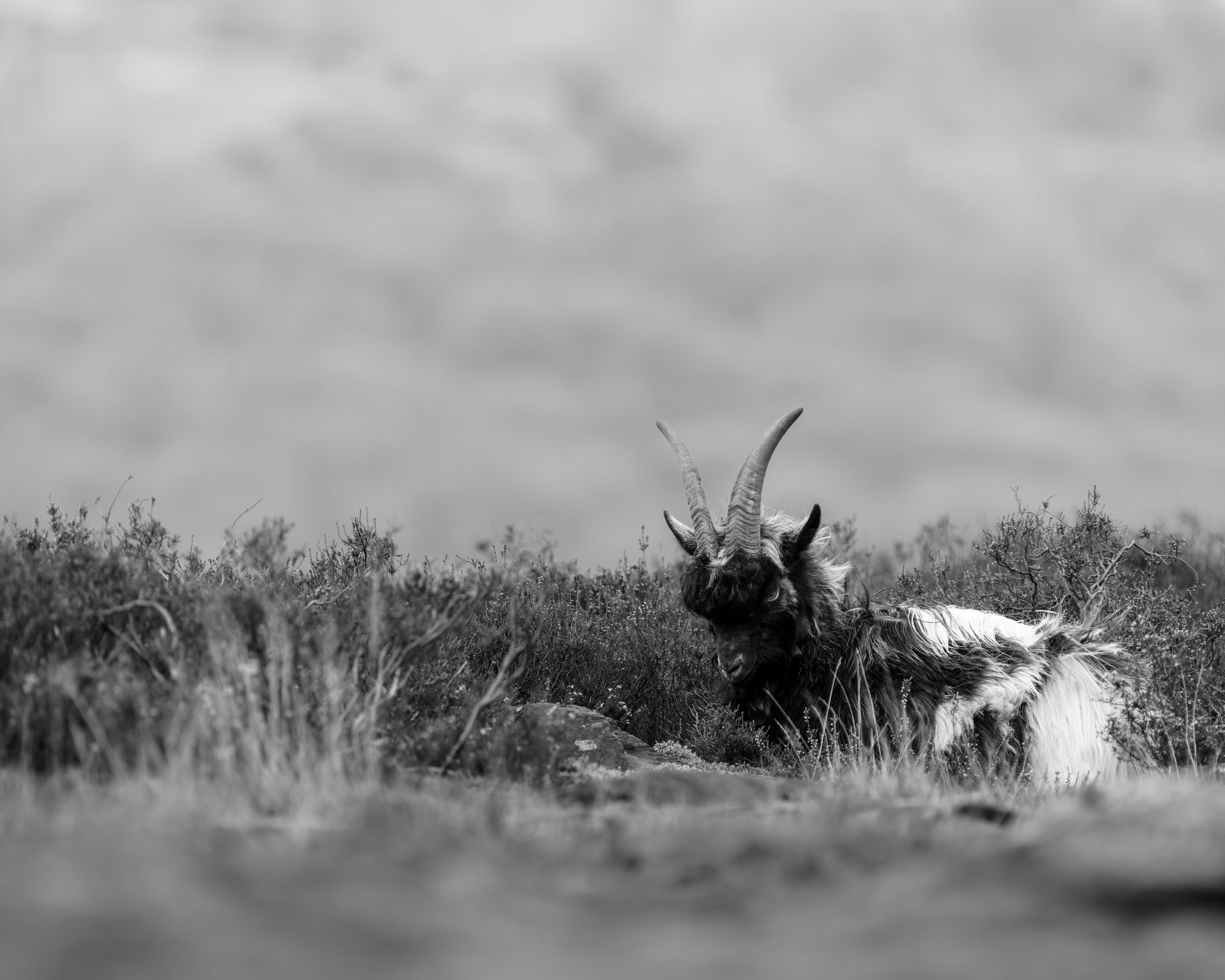 A goat lying down in the grass with tall antlers, surrounded by desert shrubs, under a cloudy sky.