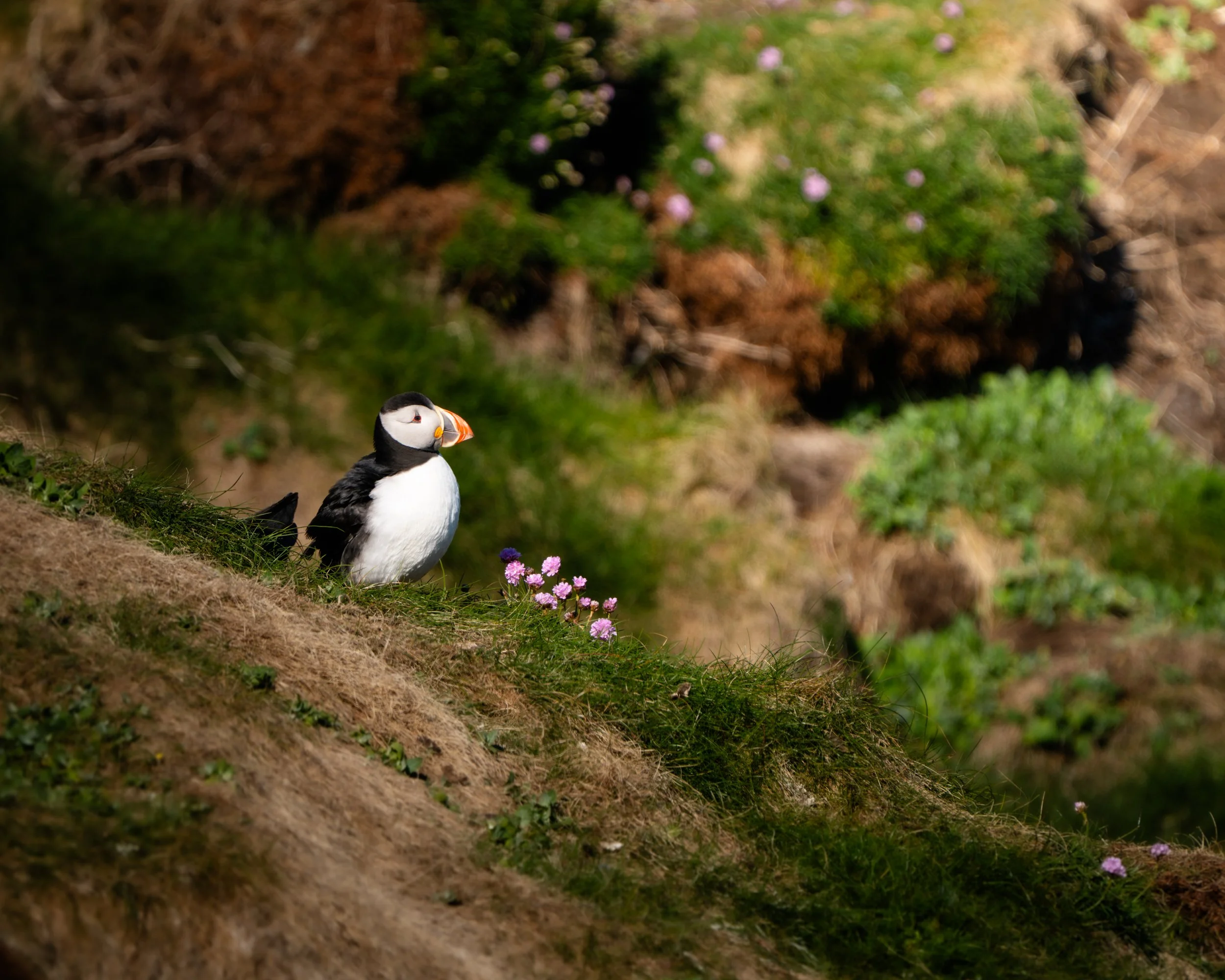 A puffin standing on a grassy, sandy hillside with pink flowers, with bushes and greenery in the background.