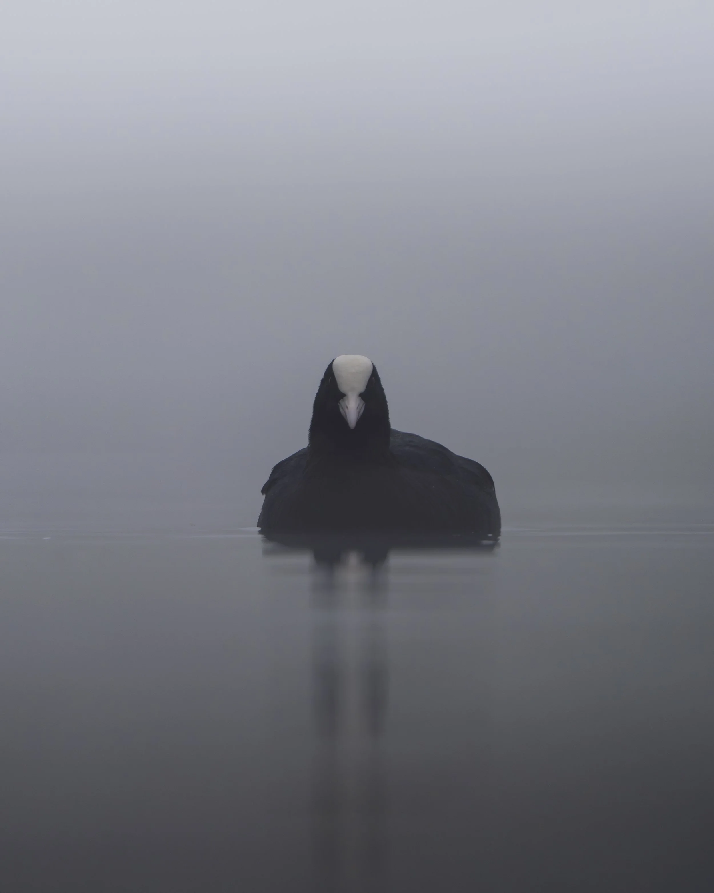 A black and white bird, possibly a black vulture, floating on foggy water with a misty background.