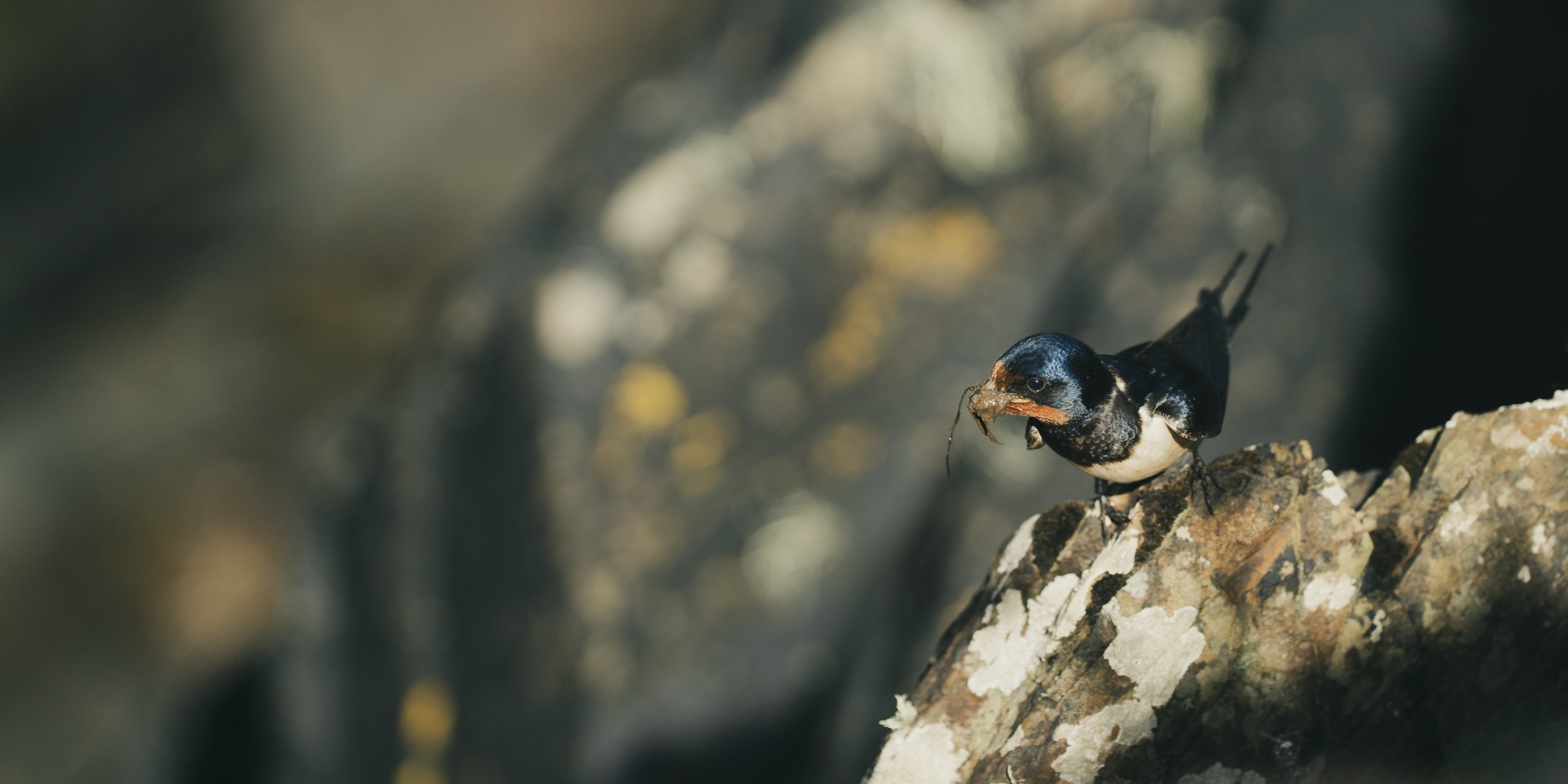 Skomer_Picks-4.jpg