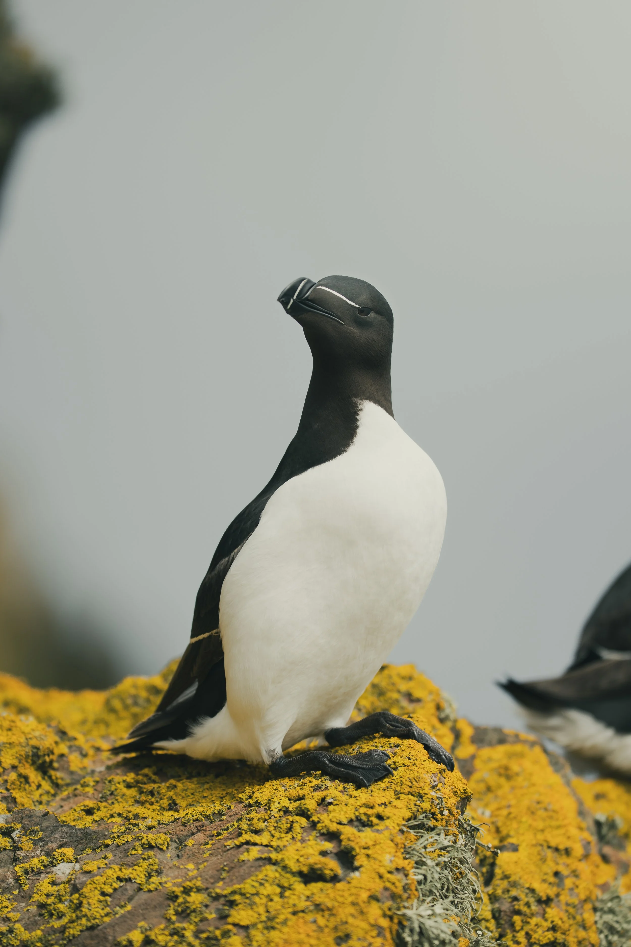 Skomer_Picks-5.jpg