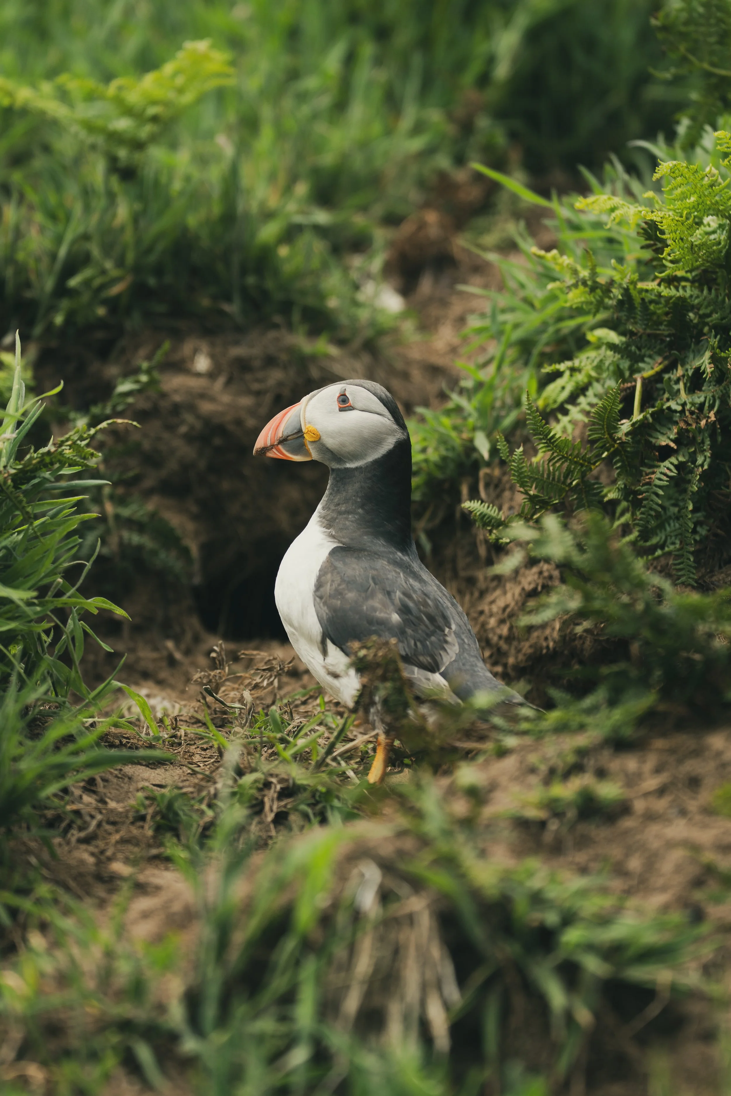 Skomer_Picks-6.jpg