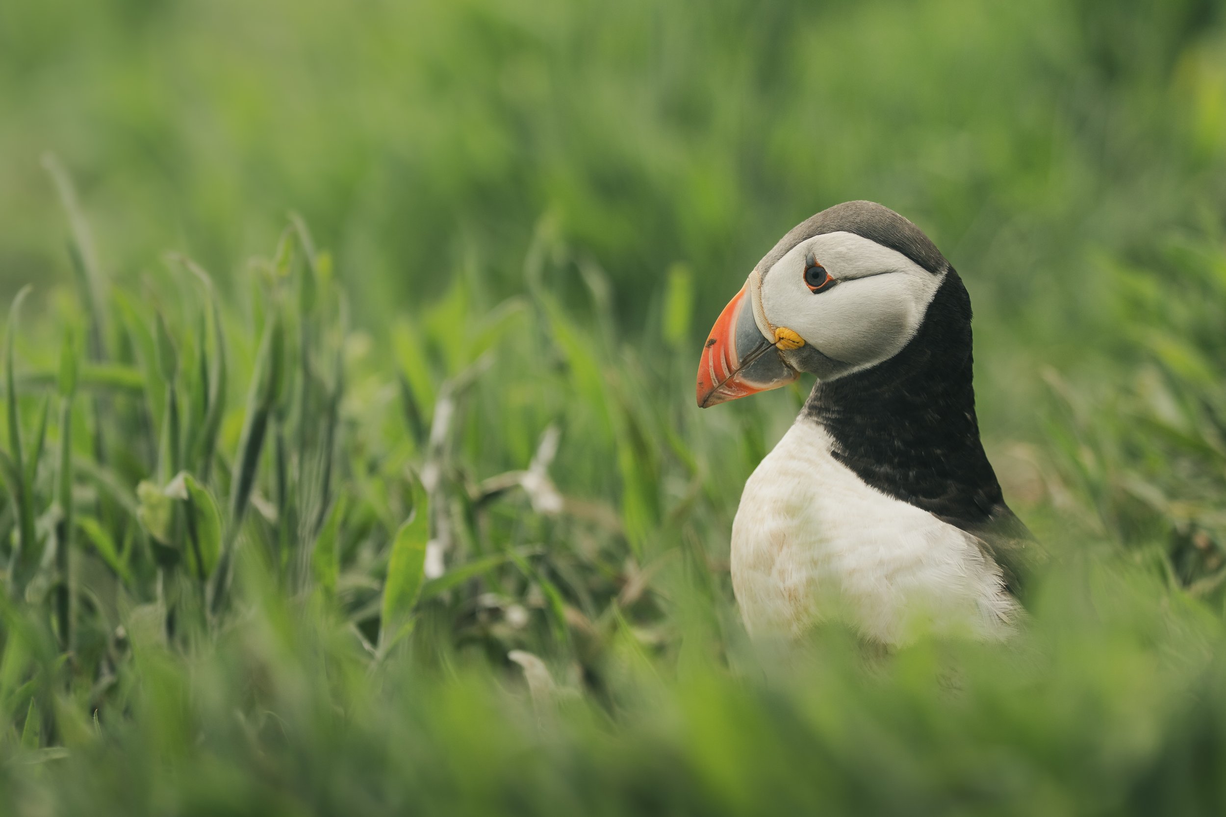 Skomer_Picks-11.jpg