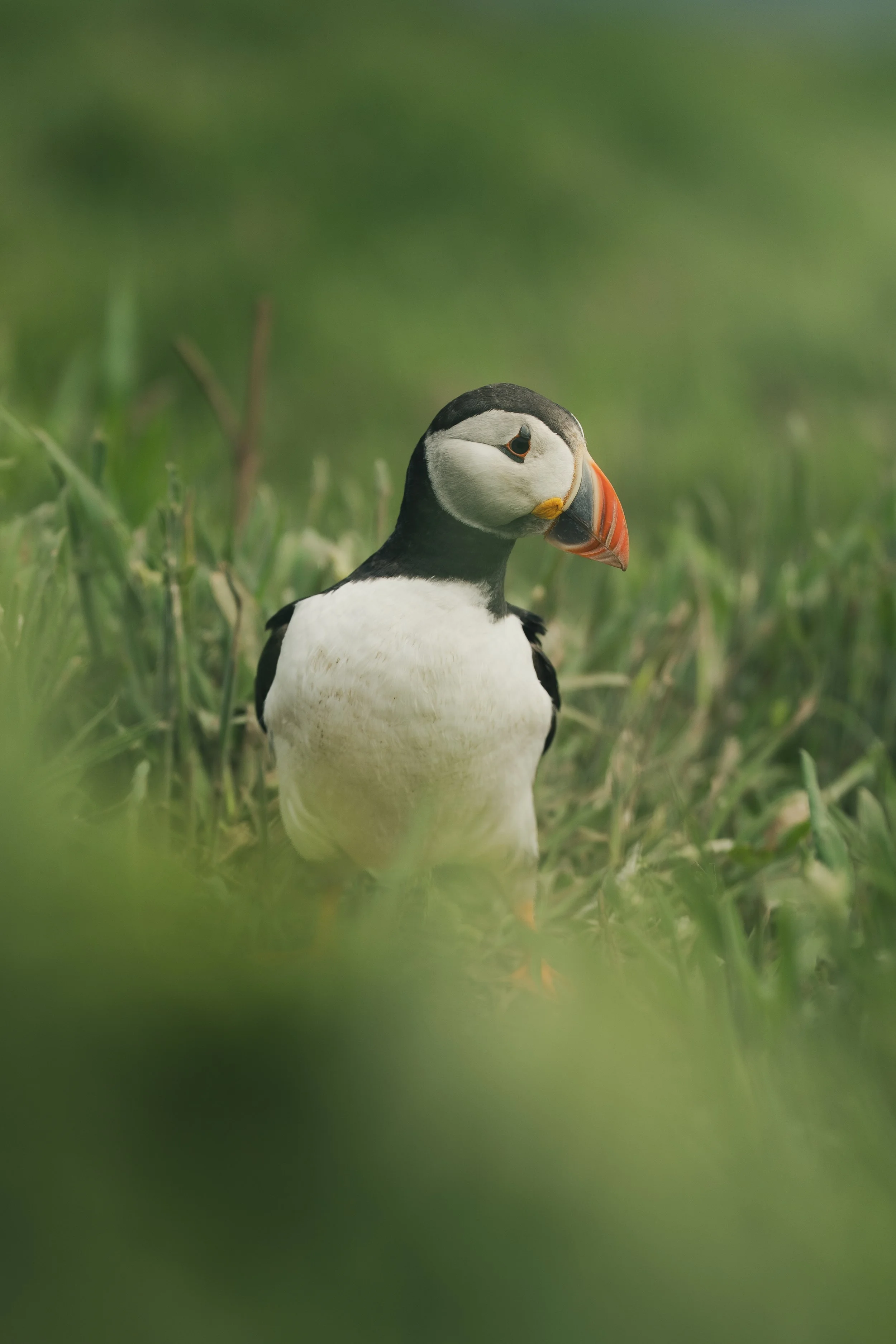 Skomer_Picks-13.jpg