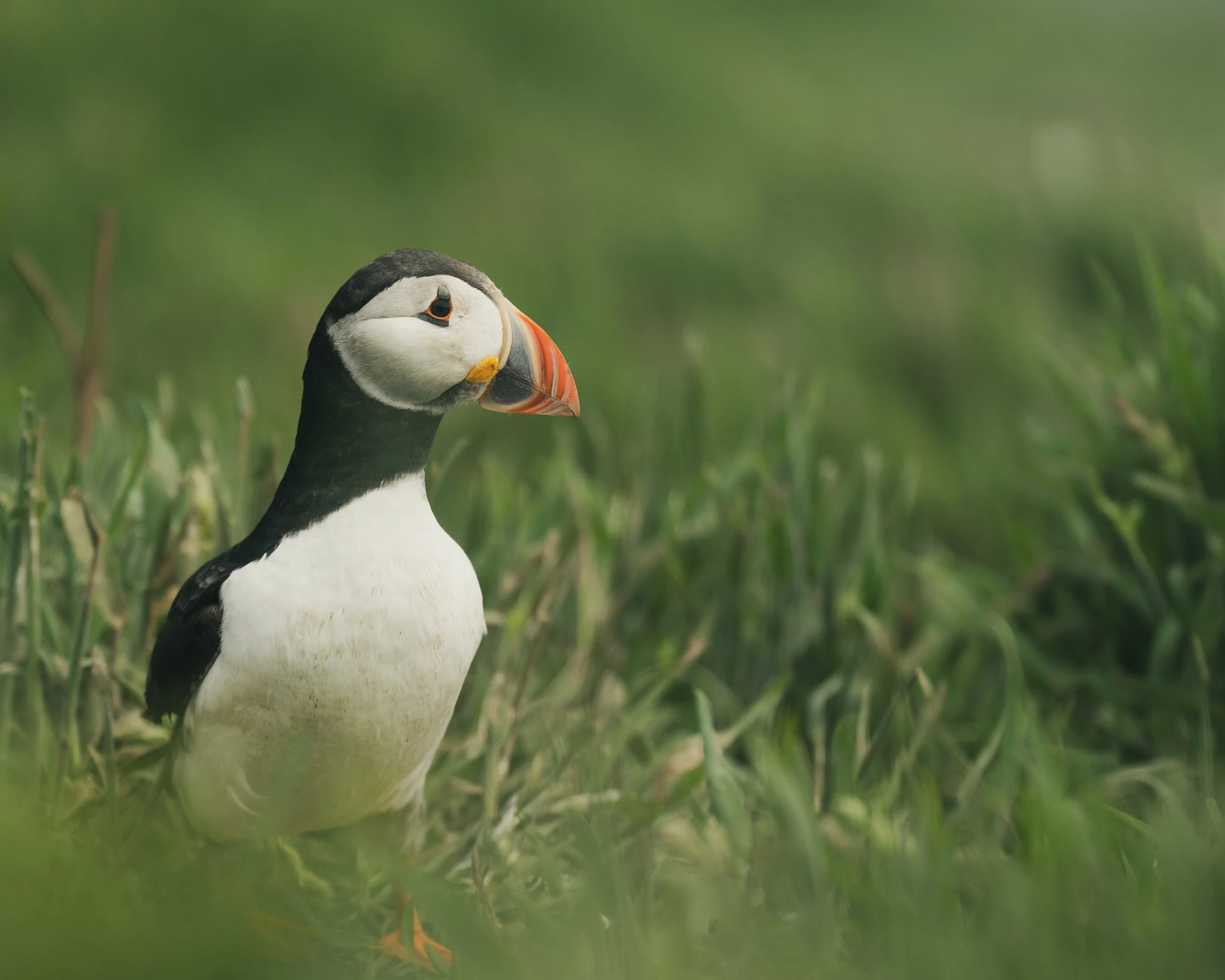 Skomer_Picks-14.jpg