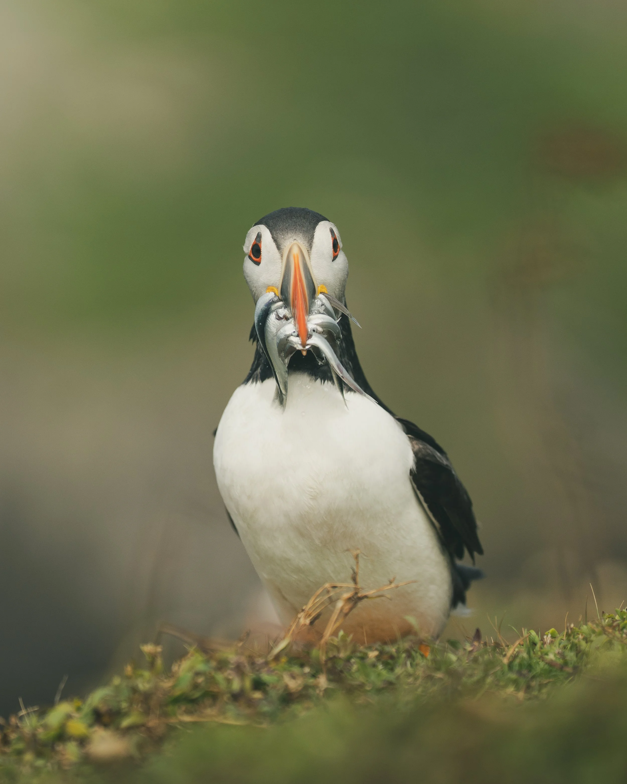 Skomer_Picks-22.jpg