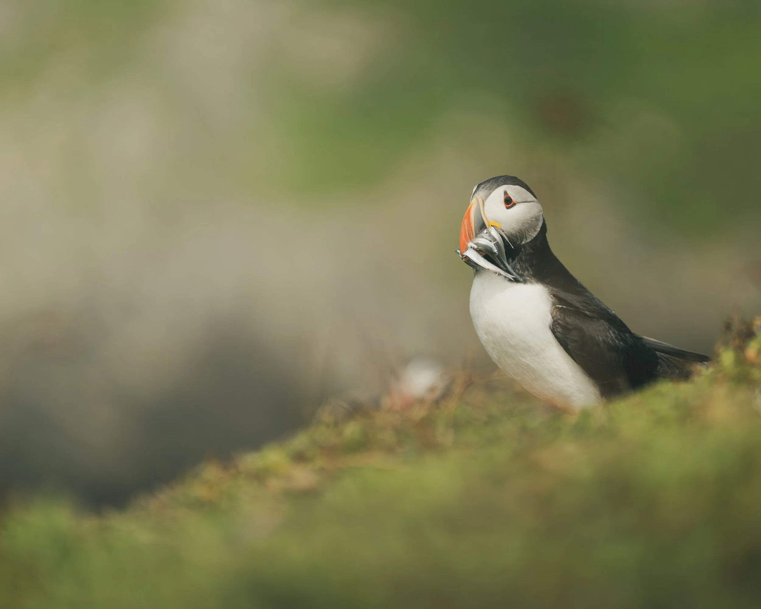 Skomer_Picks-20.jpg
