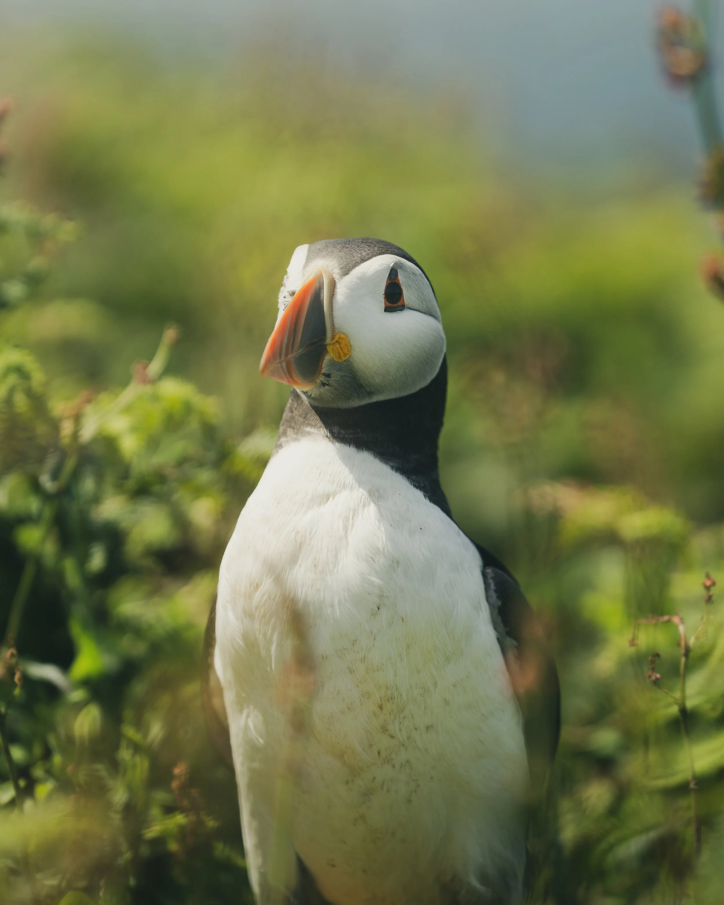 Skomer_Picks-33.jpg
