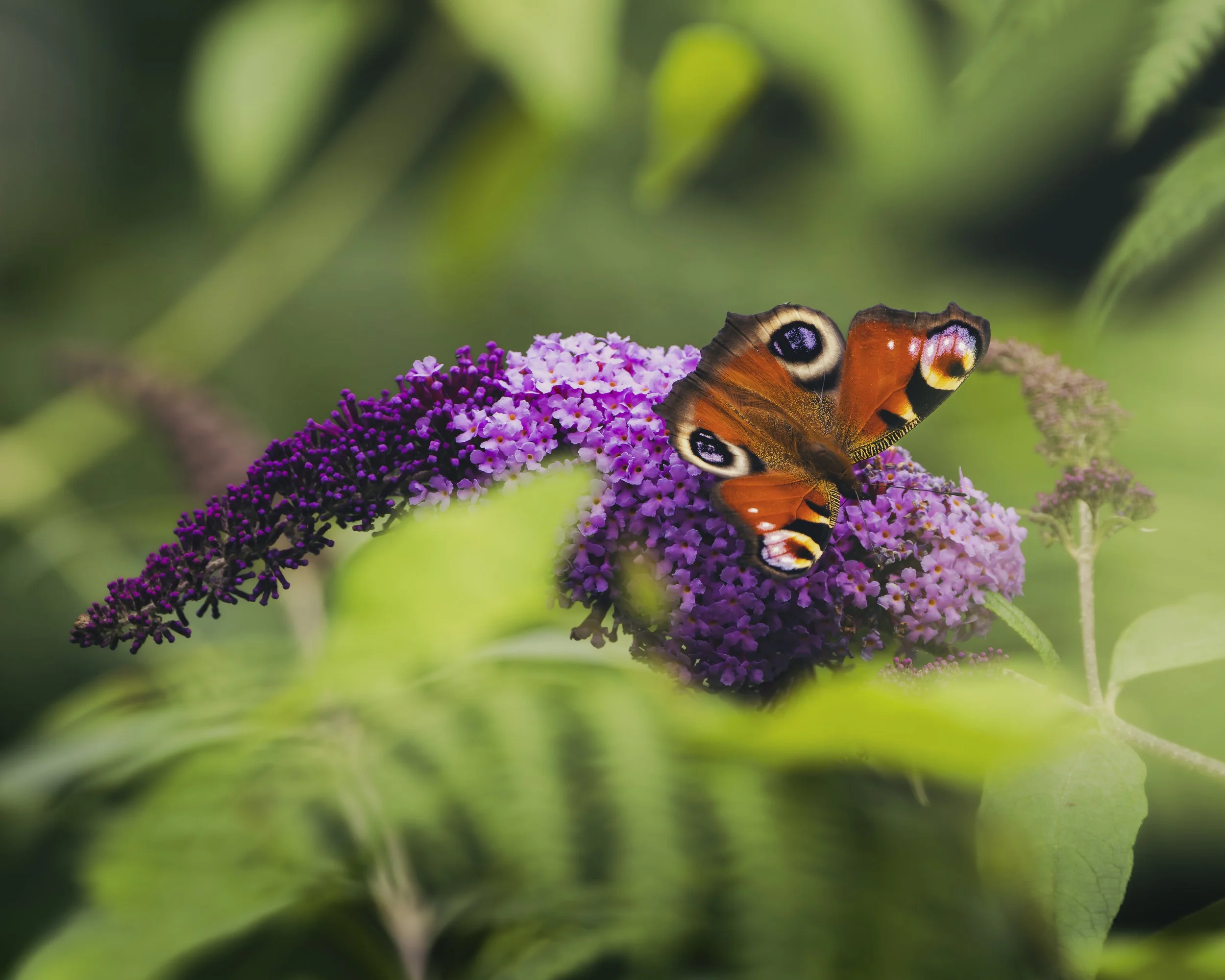 A peacock butterfly on a purple flower with green leaves in the background.