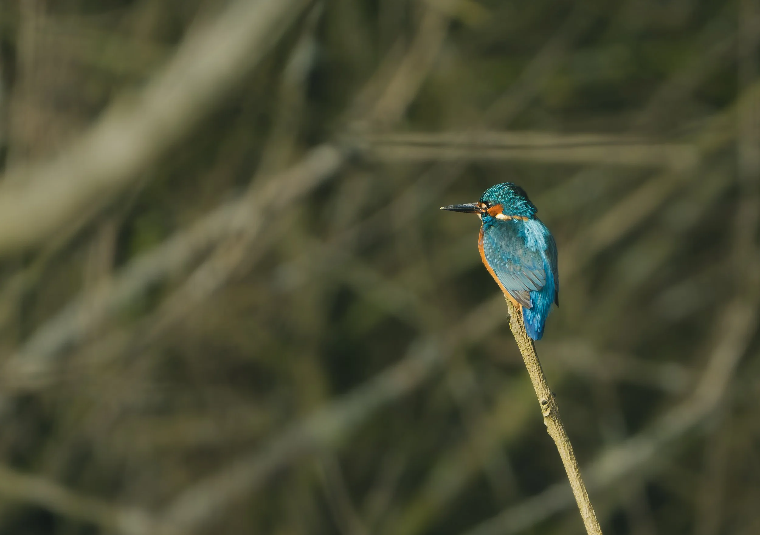 A kingfisher bird perched on a thin branch, with a background of blurred foliage and branches.