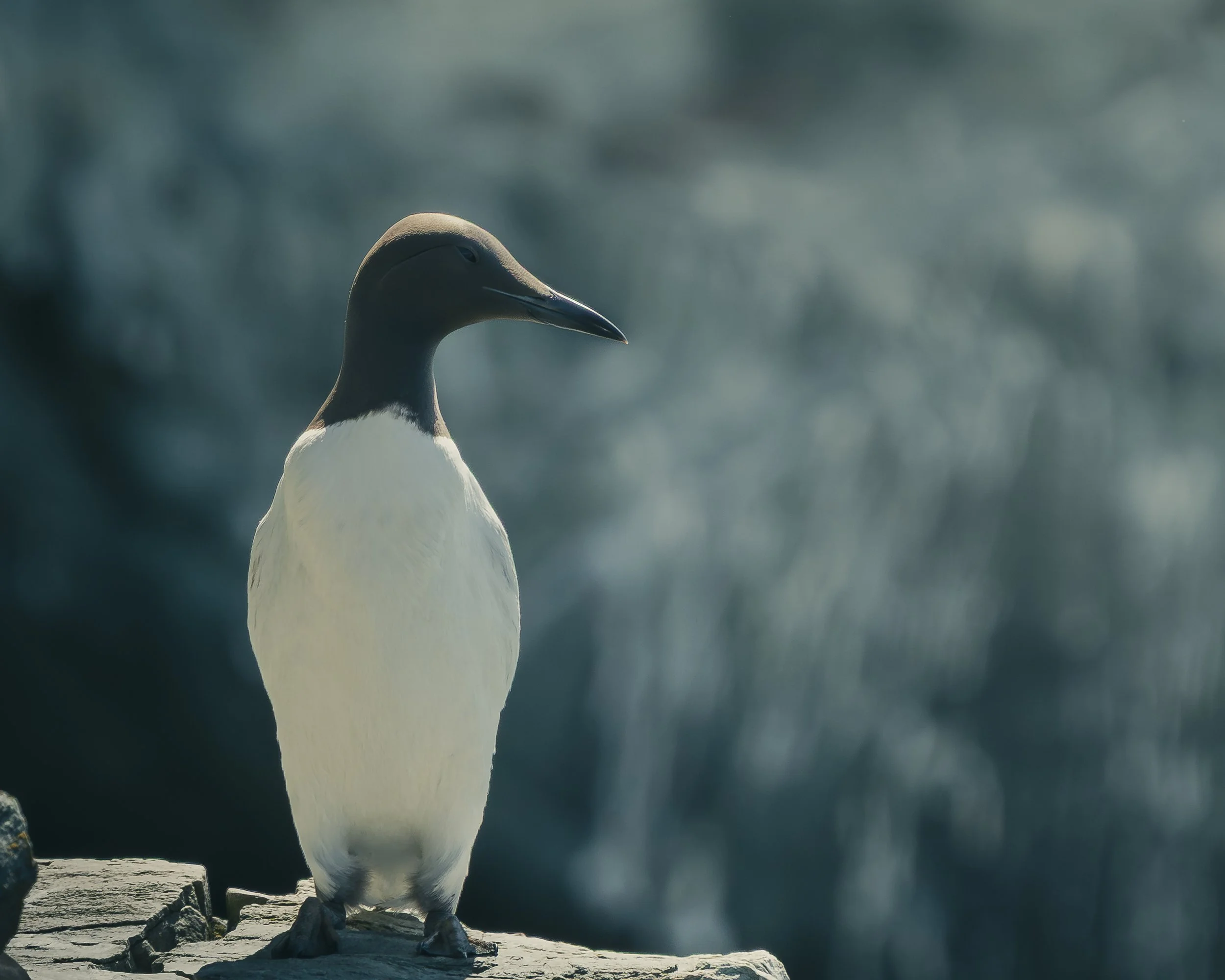 A penguin standing on a rocky surface with a blurred background.