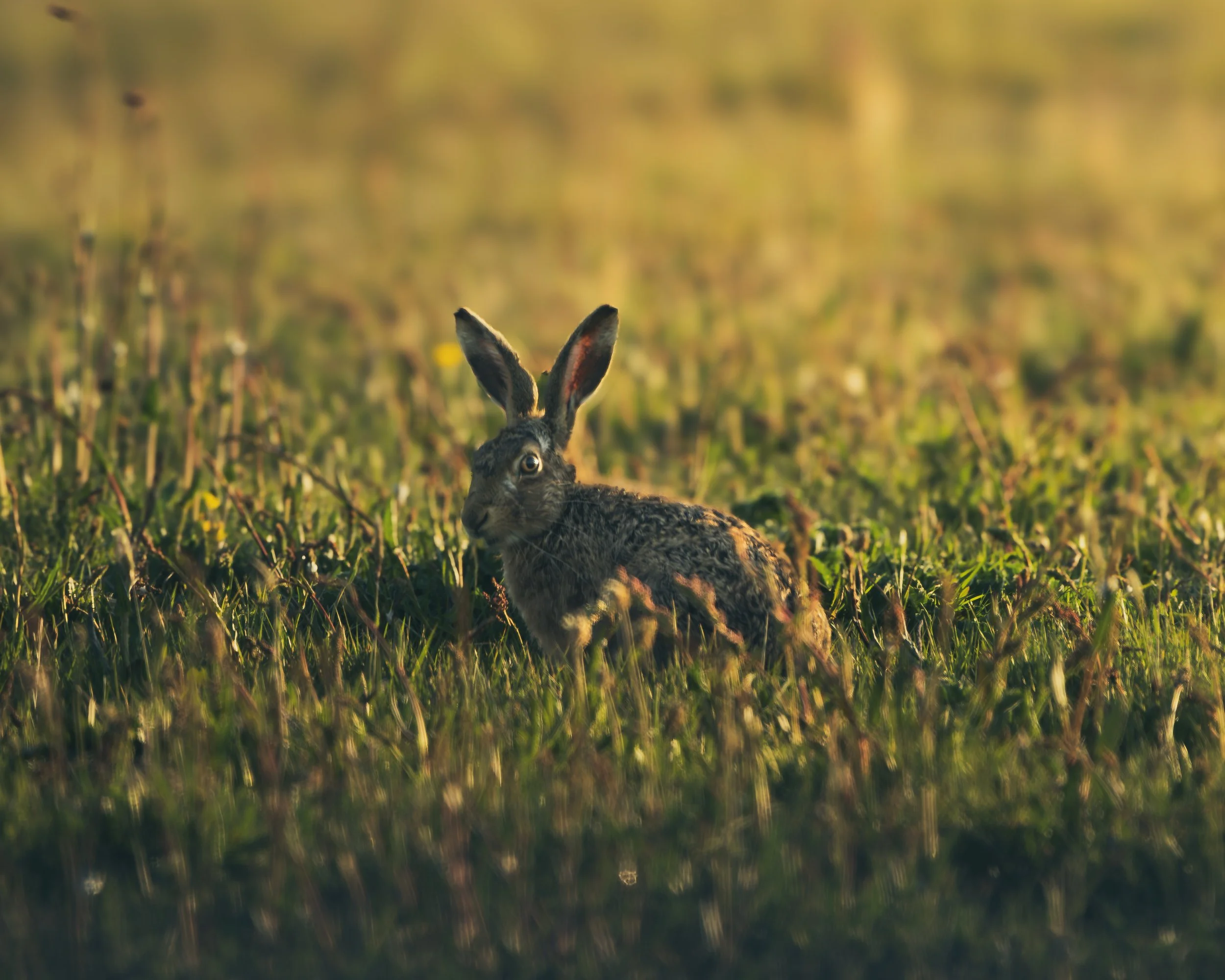 A hare sitting in the grass during sunset or sunrise with a blurred green background.
