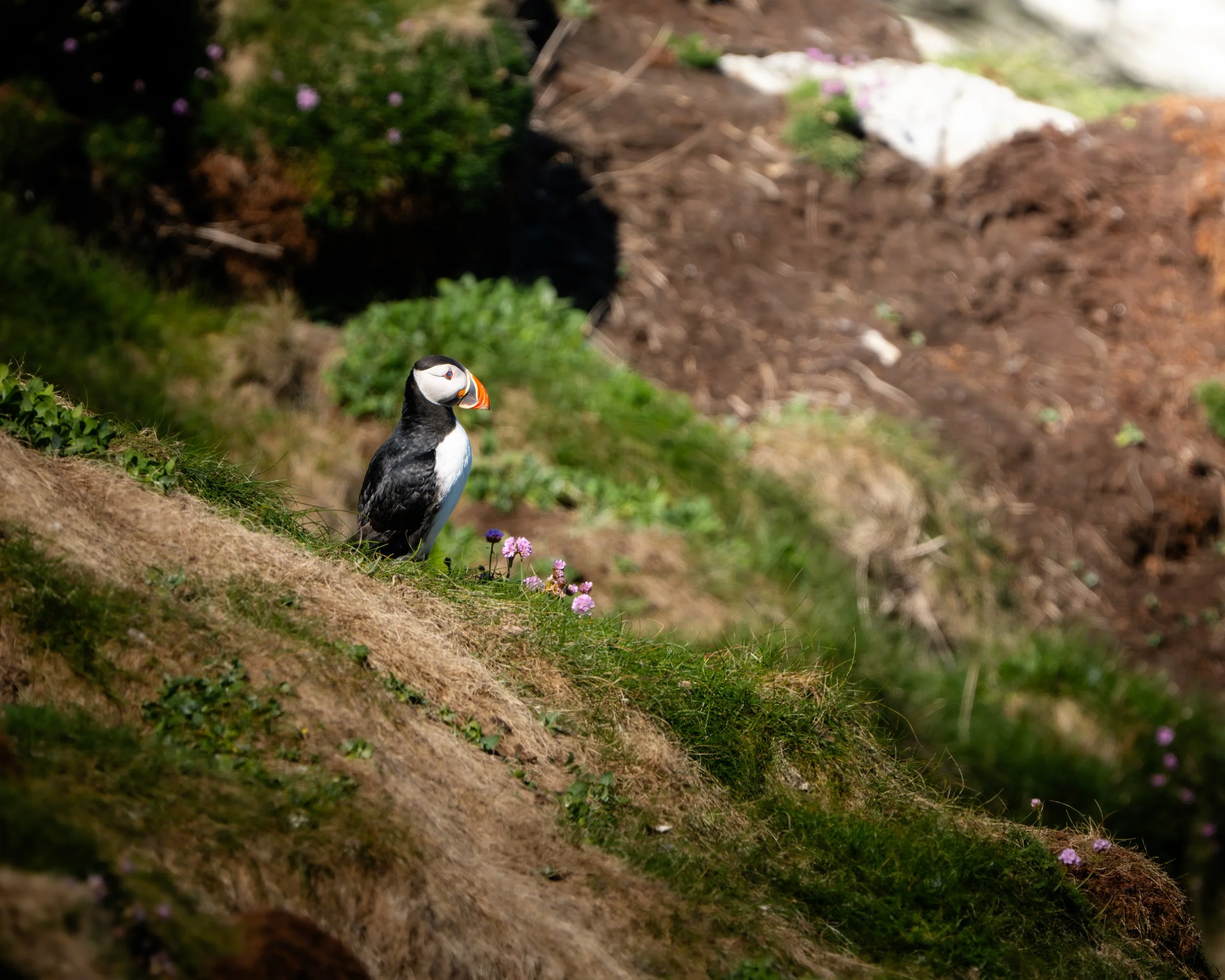 A puffin bird standing on a sloped grassy area with small pink and purple flowers, with dirt and greenery in the background.