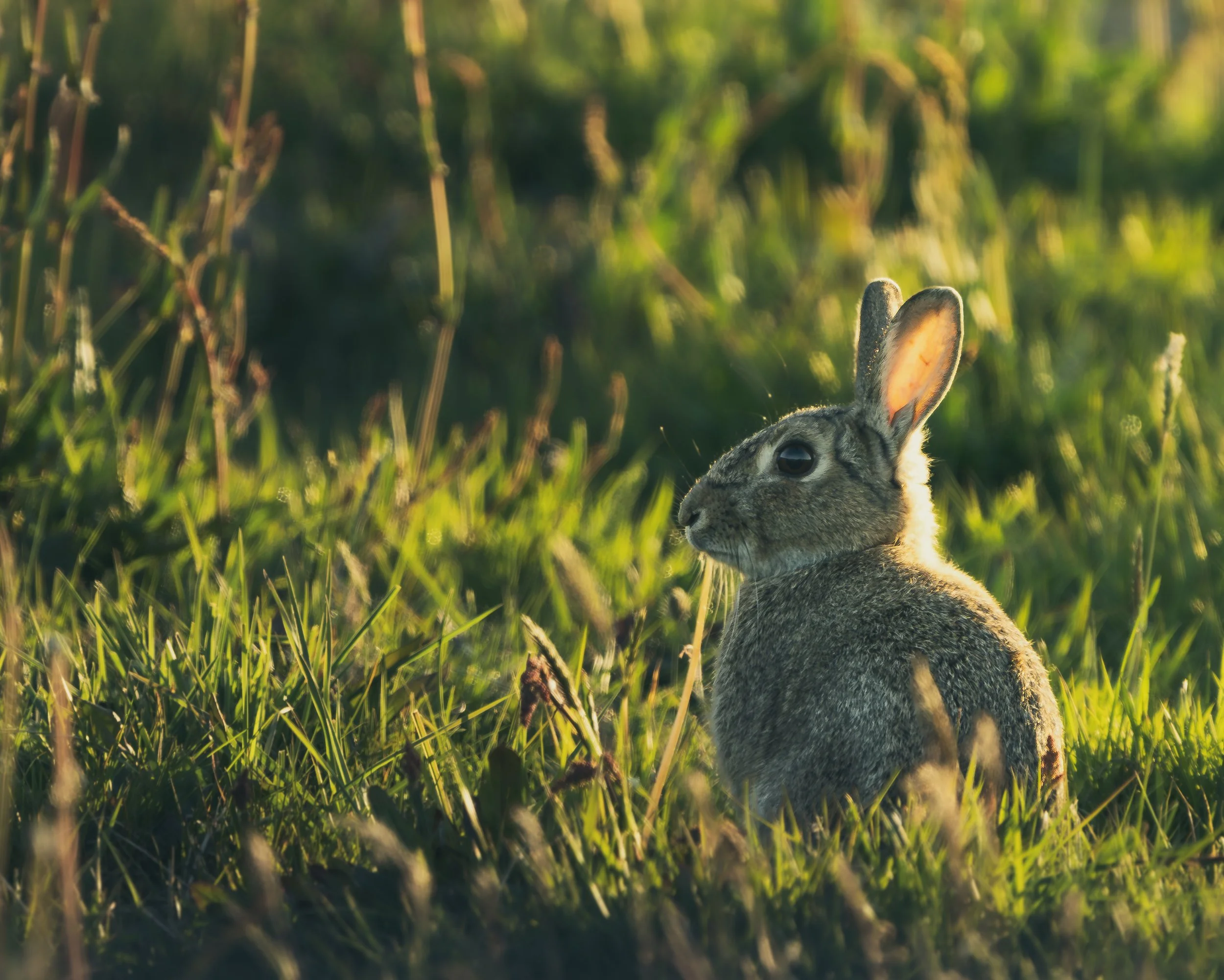 A rabbit sitting in a grassy field during sunlight.