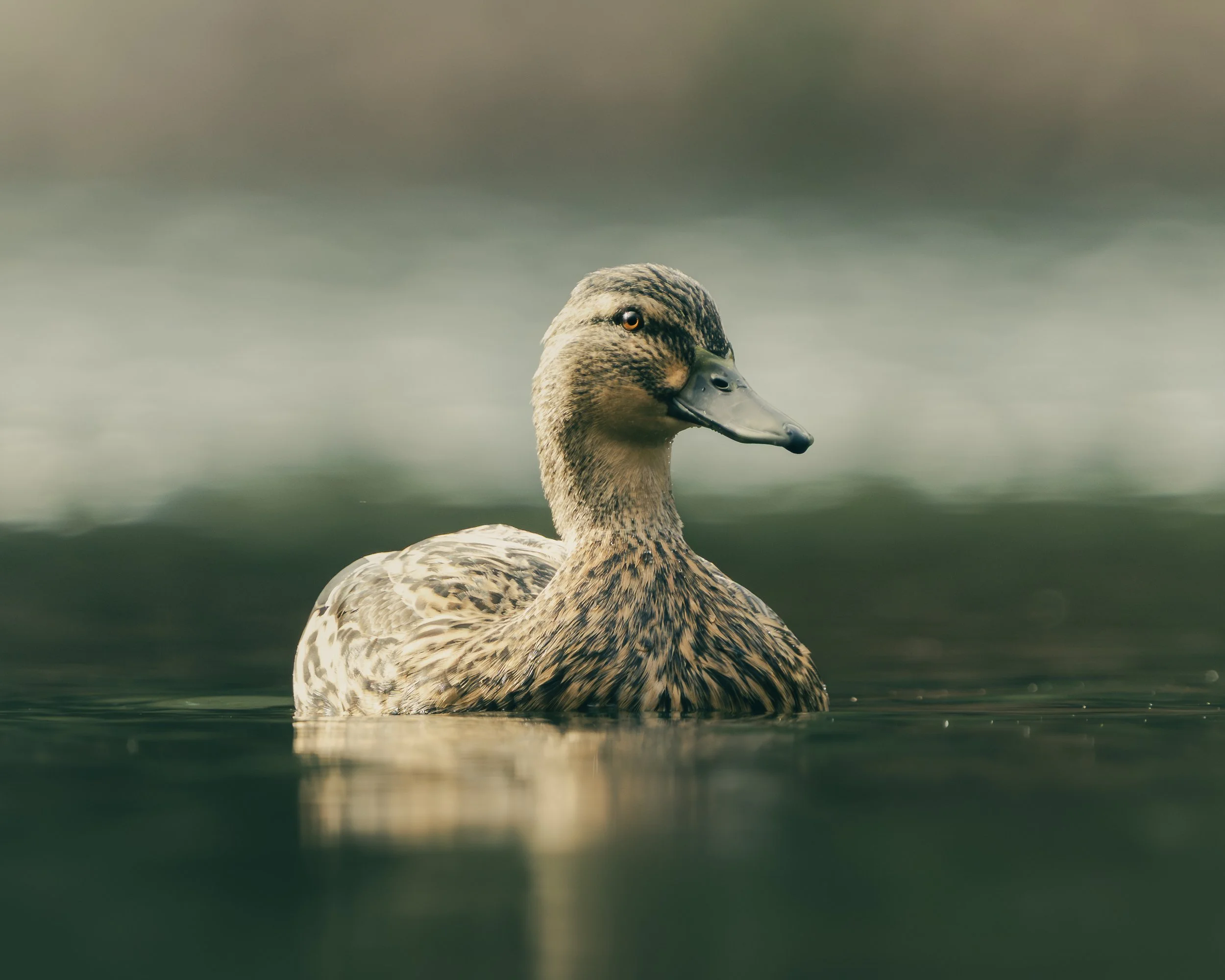 A brown and beige duck floating on calm water with a blurred background.