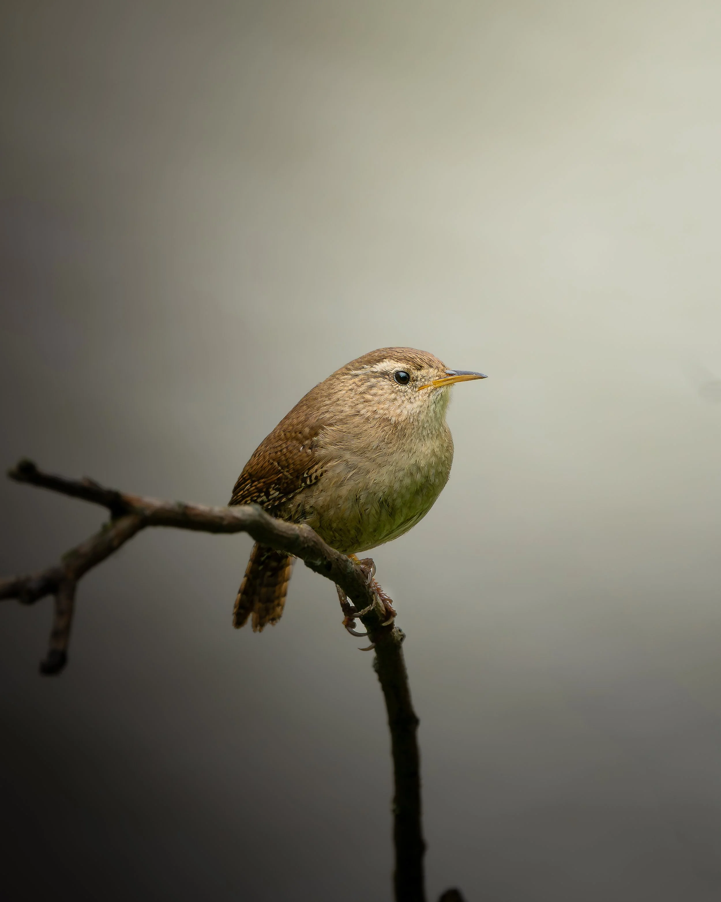 Small brown bird perched on a thin branch, in a natural setting with a blurred, neutral background.
