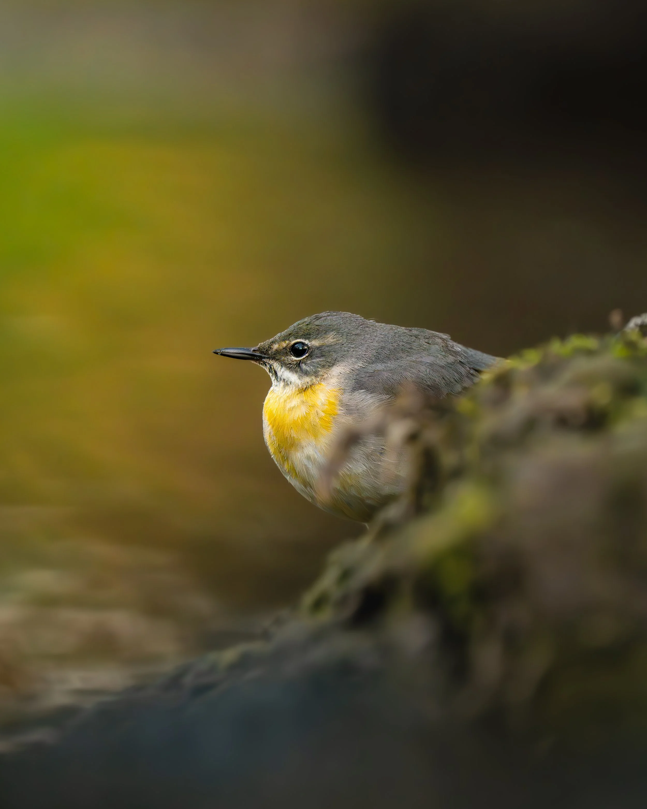 A small bird with gray and yellow feathers perched on a branch, facing left, with a blurred natural background.