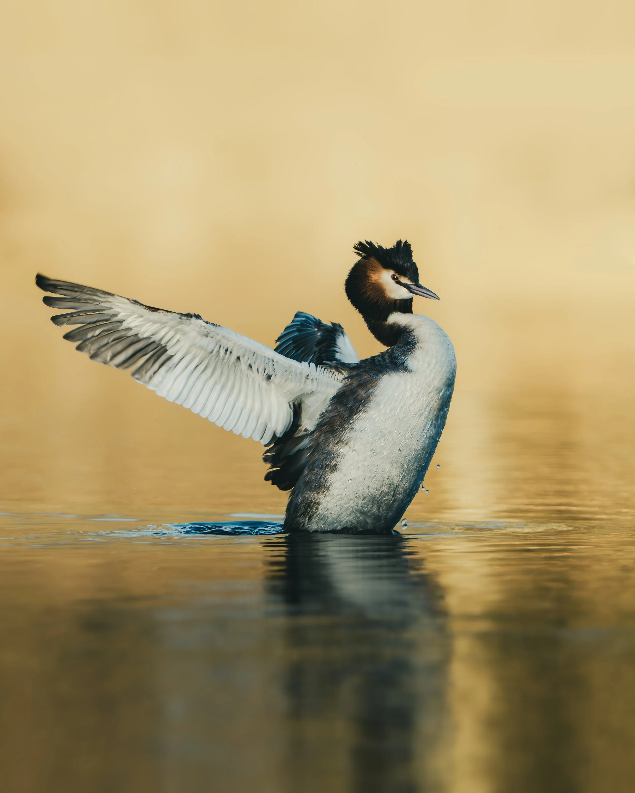 A great blue heron with wings partly open, standing in water against a warm, blurred background.